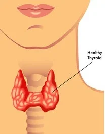 Understanding the Thyroid