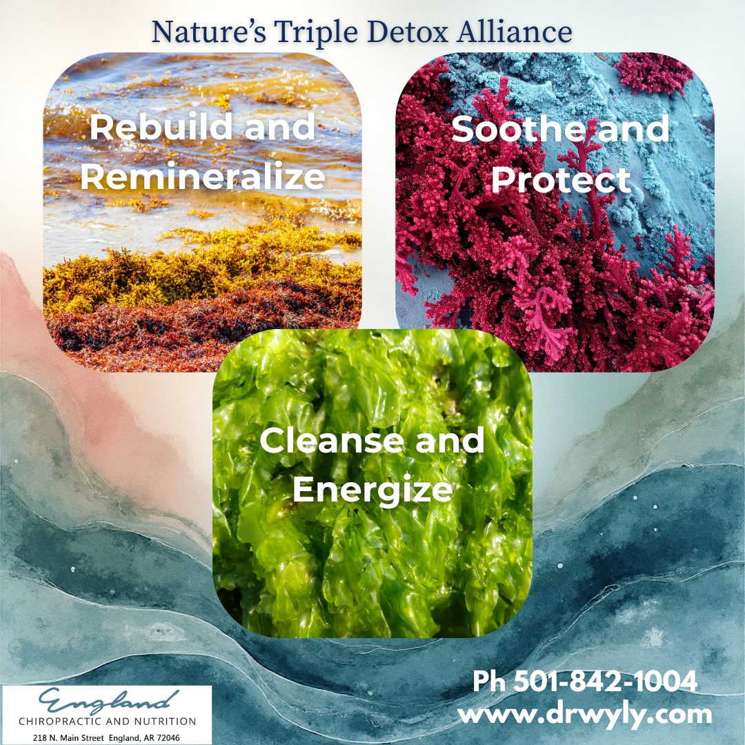 The Hidden Power of Sea Algae: Green, Red, and Brown — Nature’s Triple Detox Alliance