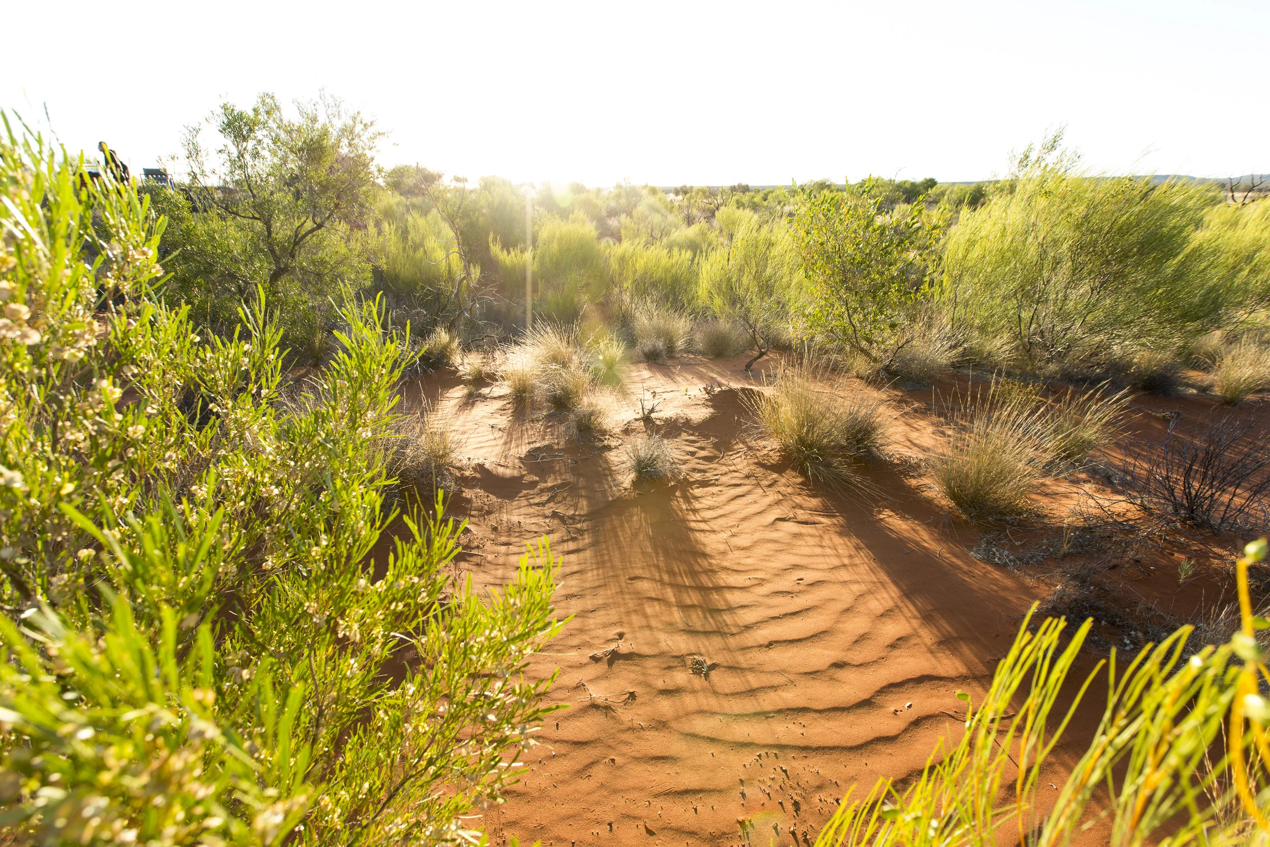 20161112_ULURU_By Guy Sherlock_697.jpg
