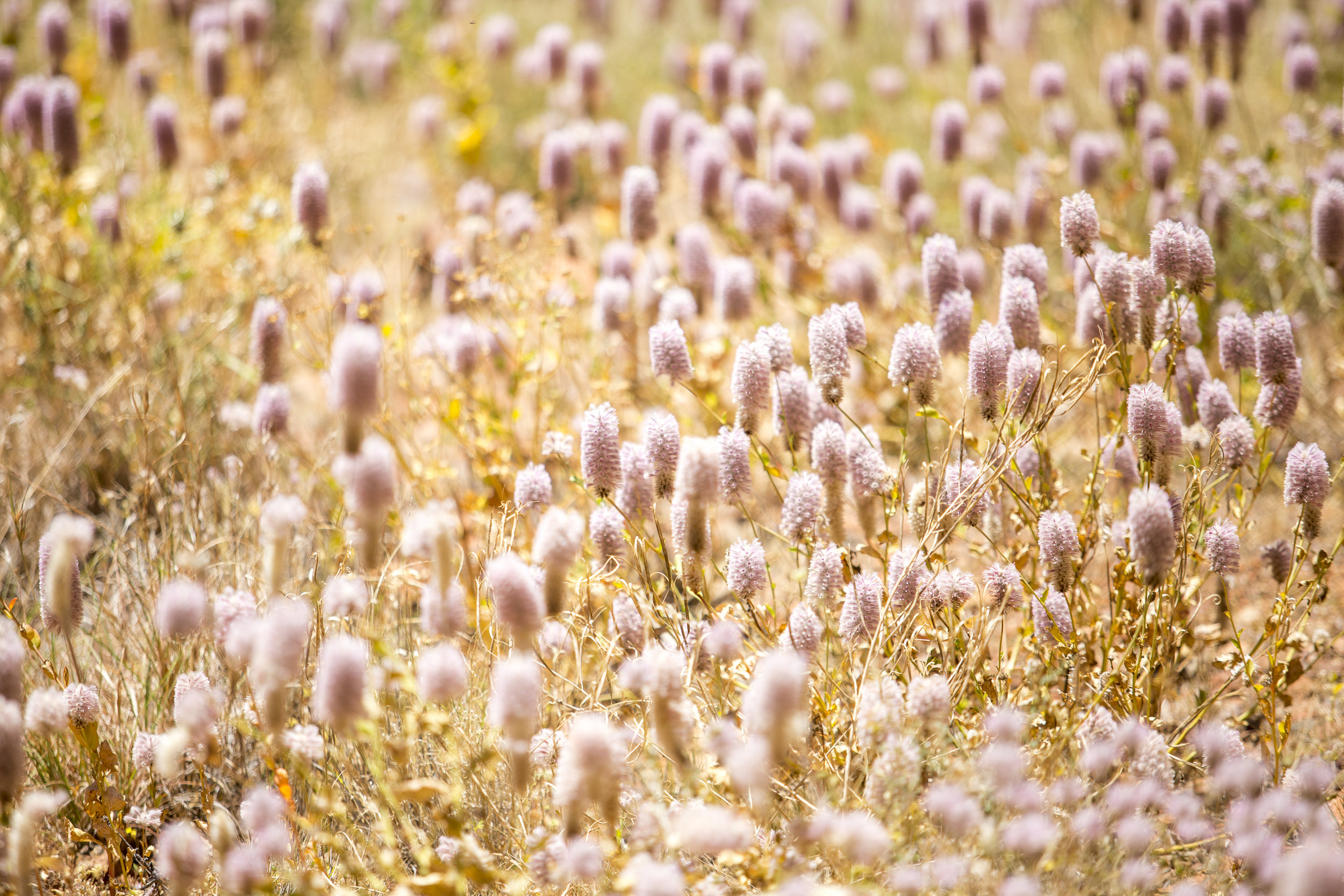 20161113_ULURU_By Guy Sherlock_798.jpg