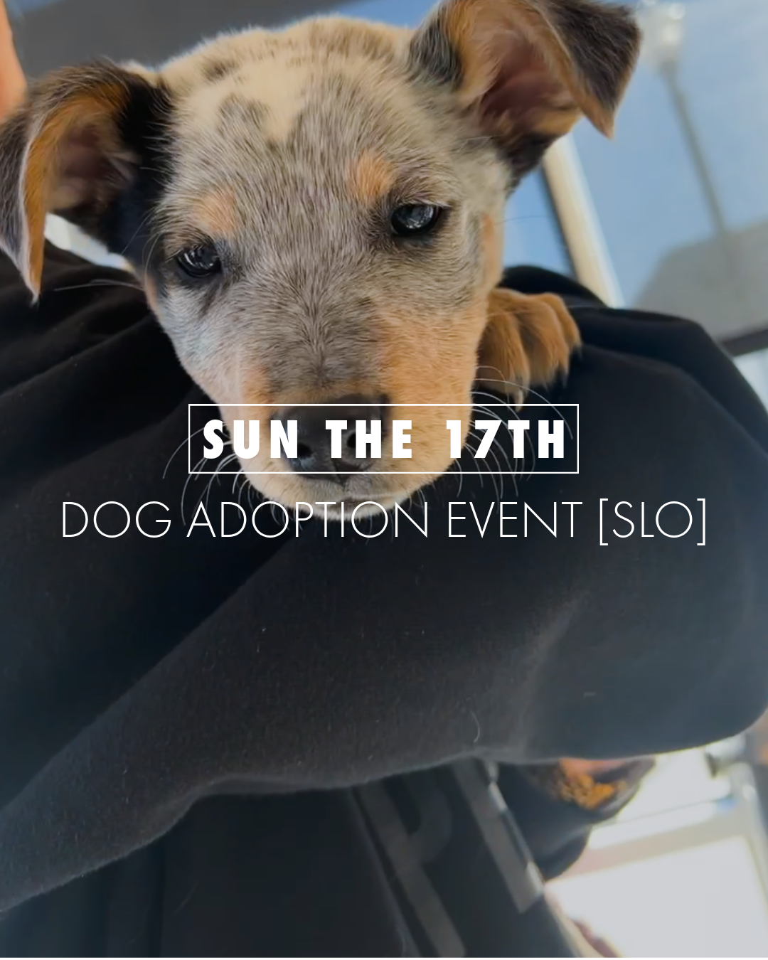 Up Pup and Away Charity Ride + Dog Adoption Event