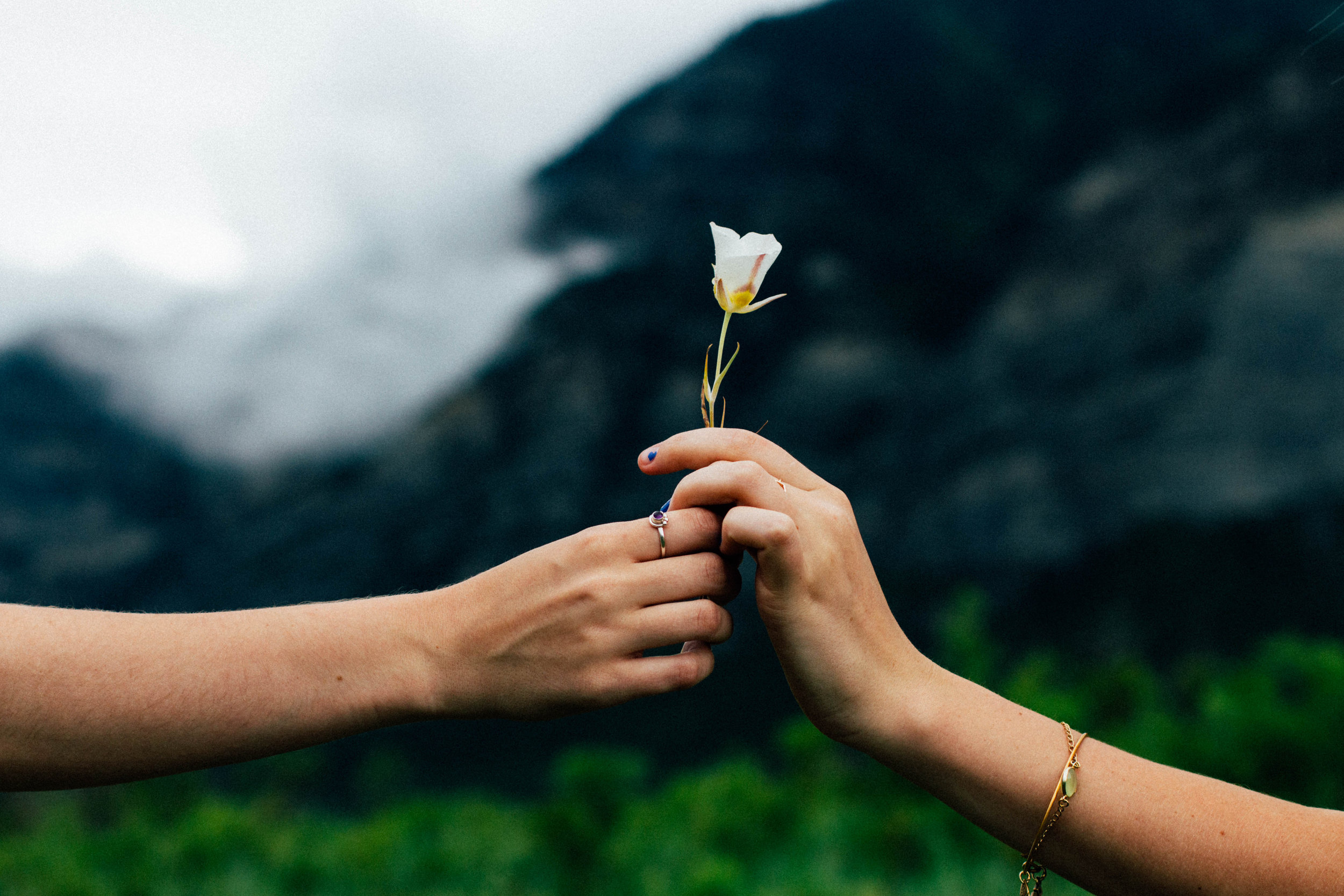 flower-passing-hands-evan-kirby-cc0.jpg
