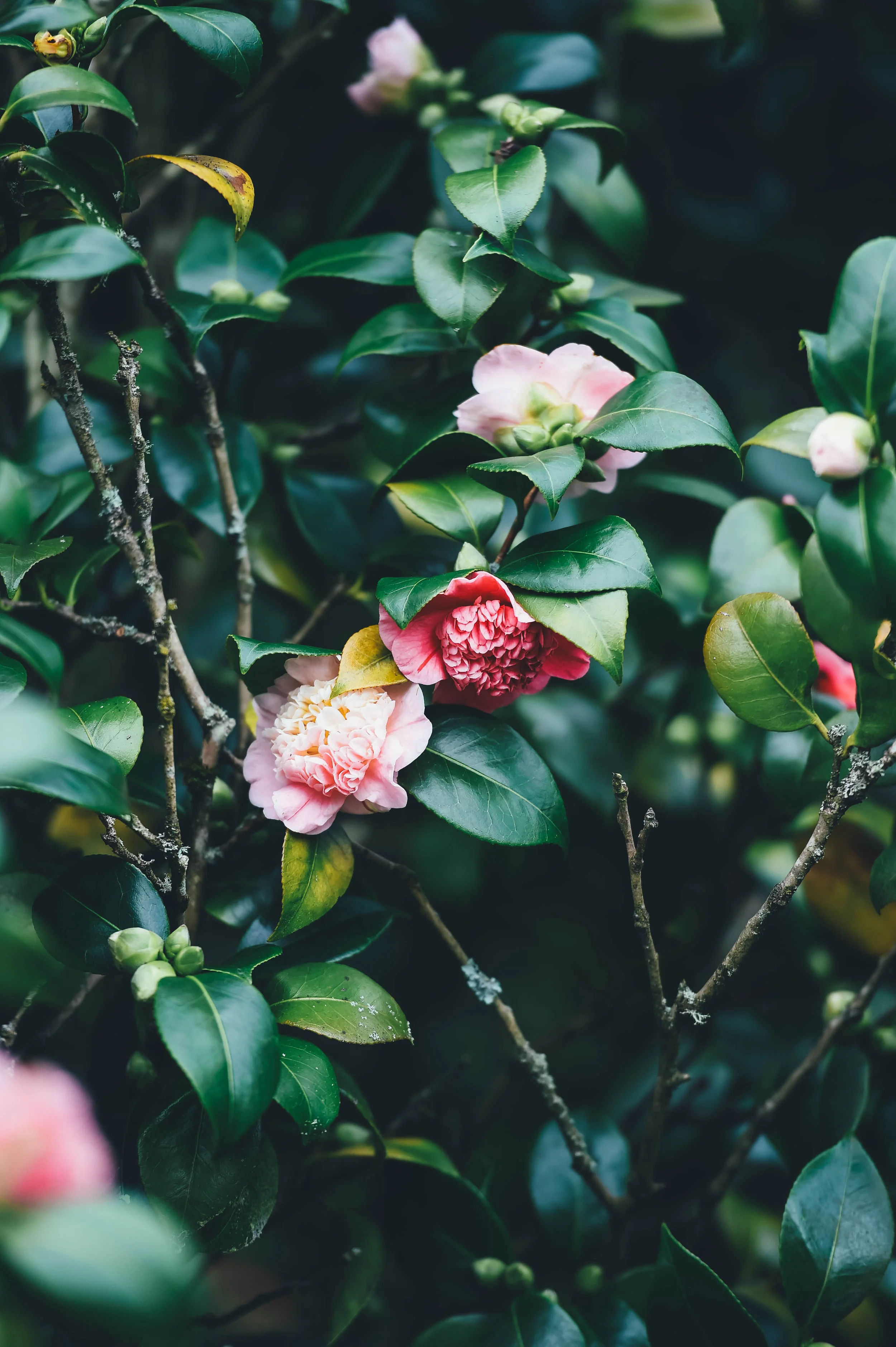 leaves-flowers-annie-spratt-cc0.jpg