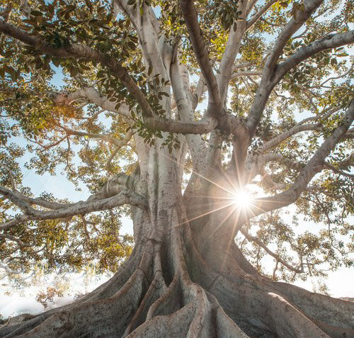 1.) The Etiology and Healing of Root Problems