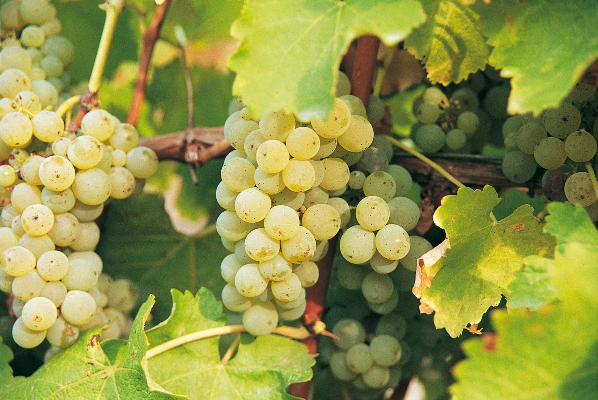 New Zealand Sauvignon Blanc sees premiumisation spike
