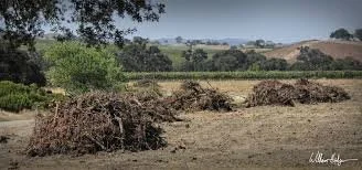 California Wine Industry Faces Turning Point