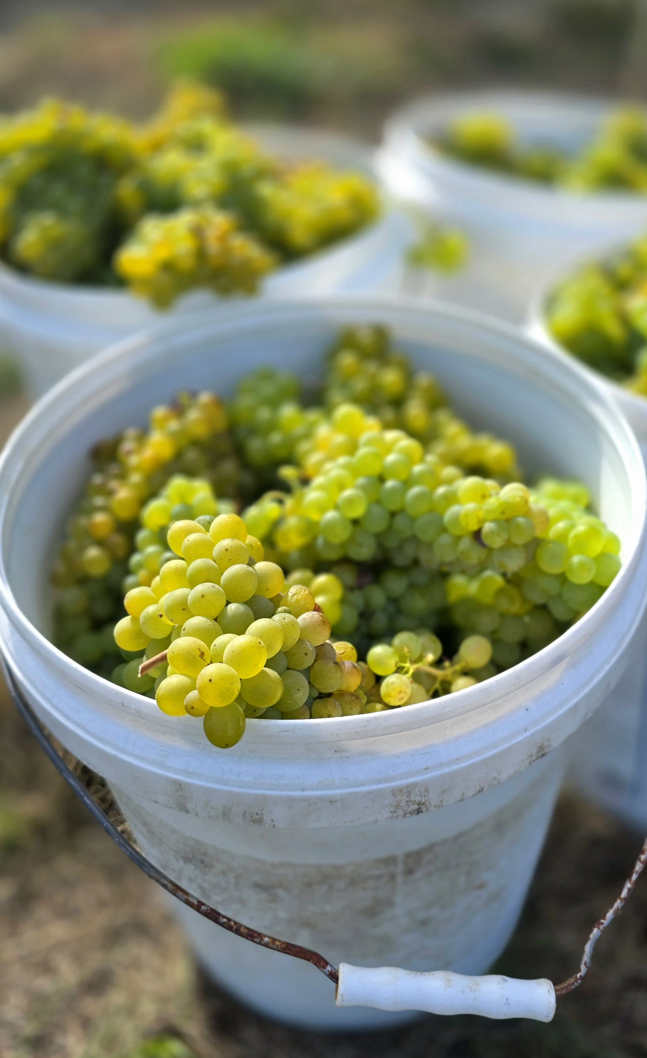 New Zealand 2026 Harvest reports
