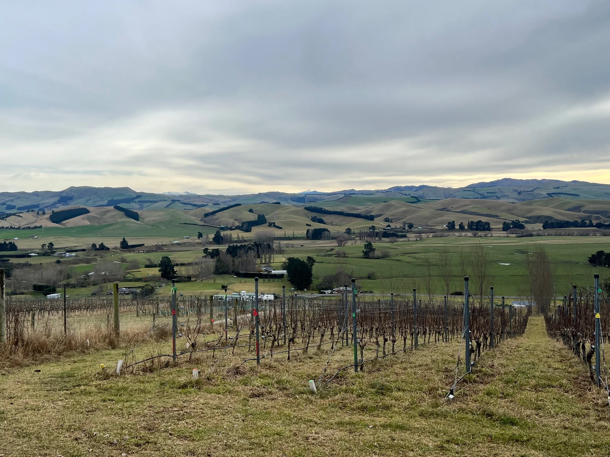 Forager and Potager wines - tasted in the vineyard with winemaker Dom Maxwell