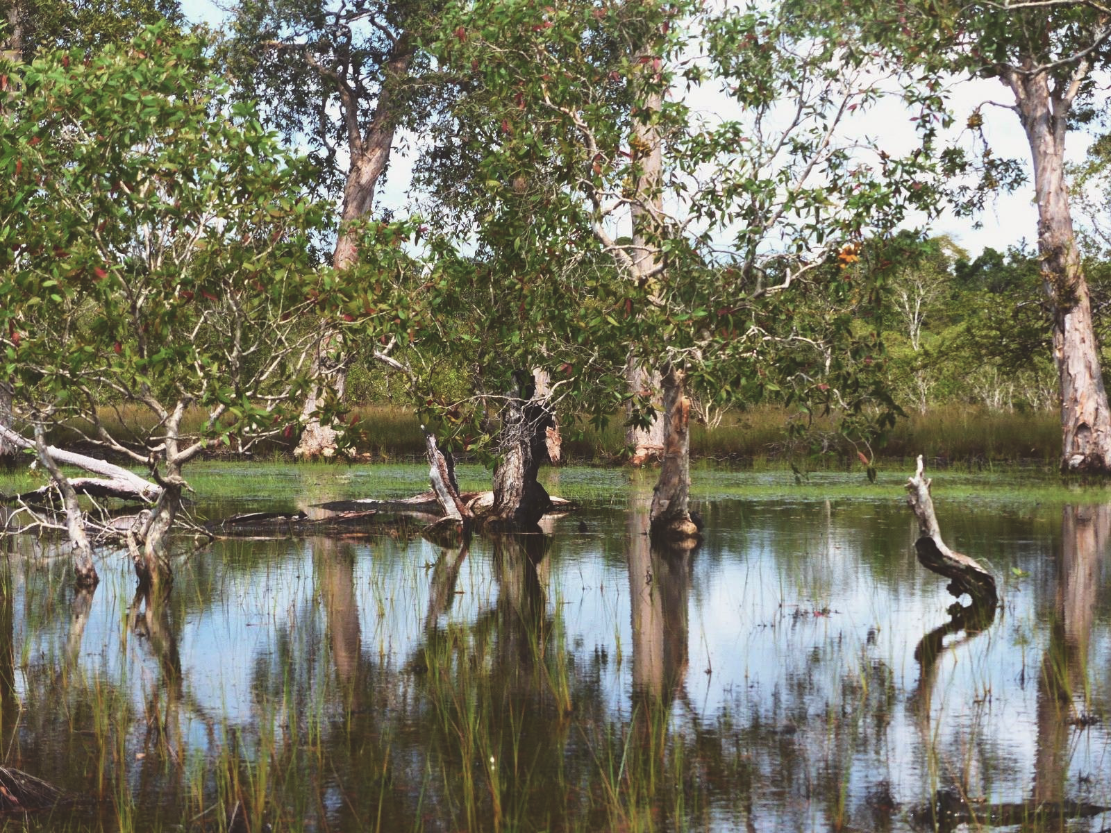 Savannah Pond Wildlife