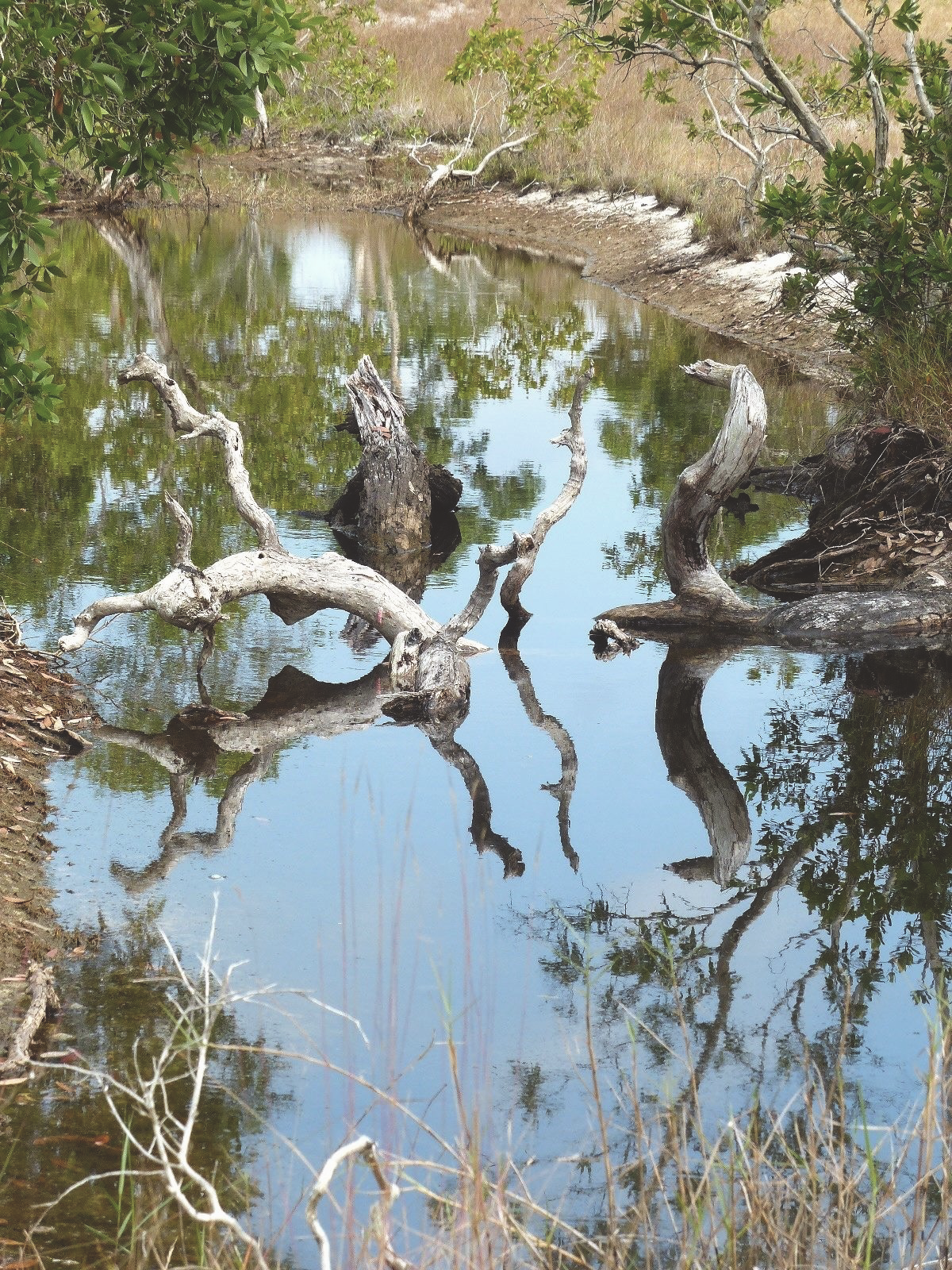 Trees and Plants in Savannah Pond