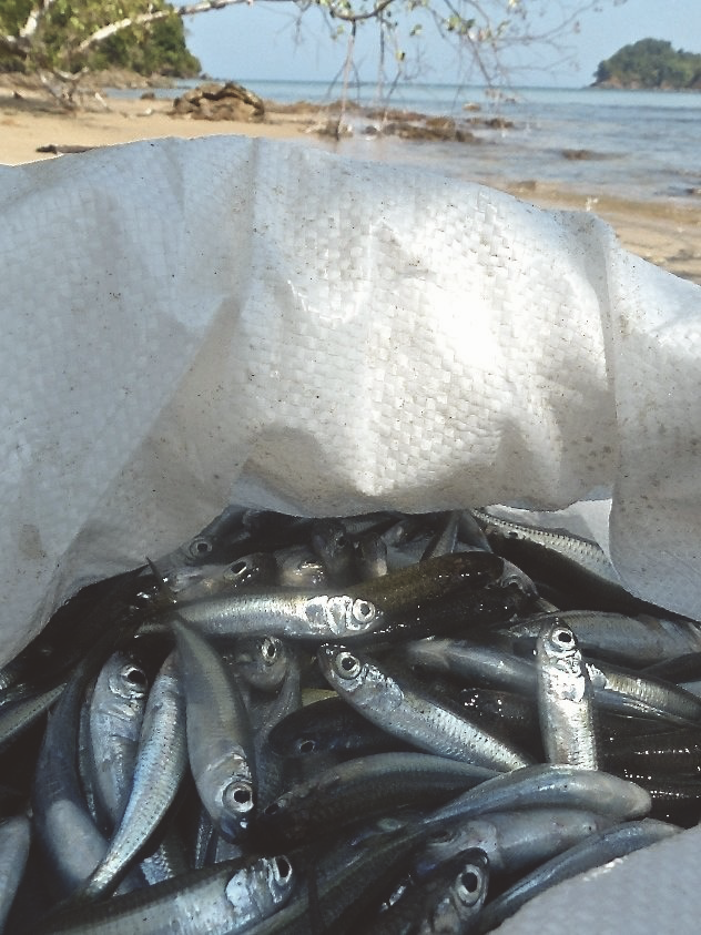 Fish caught on trip