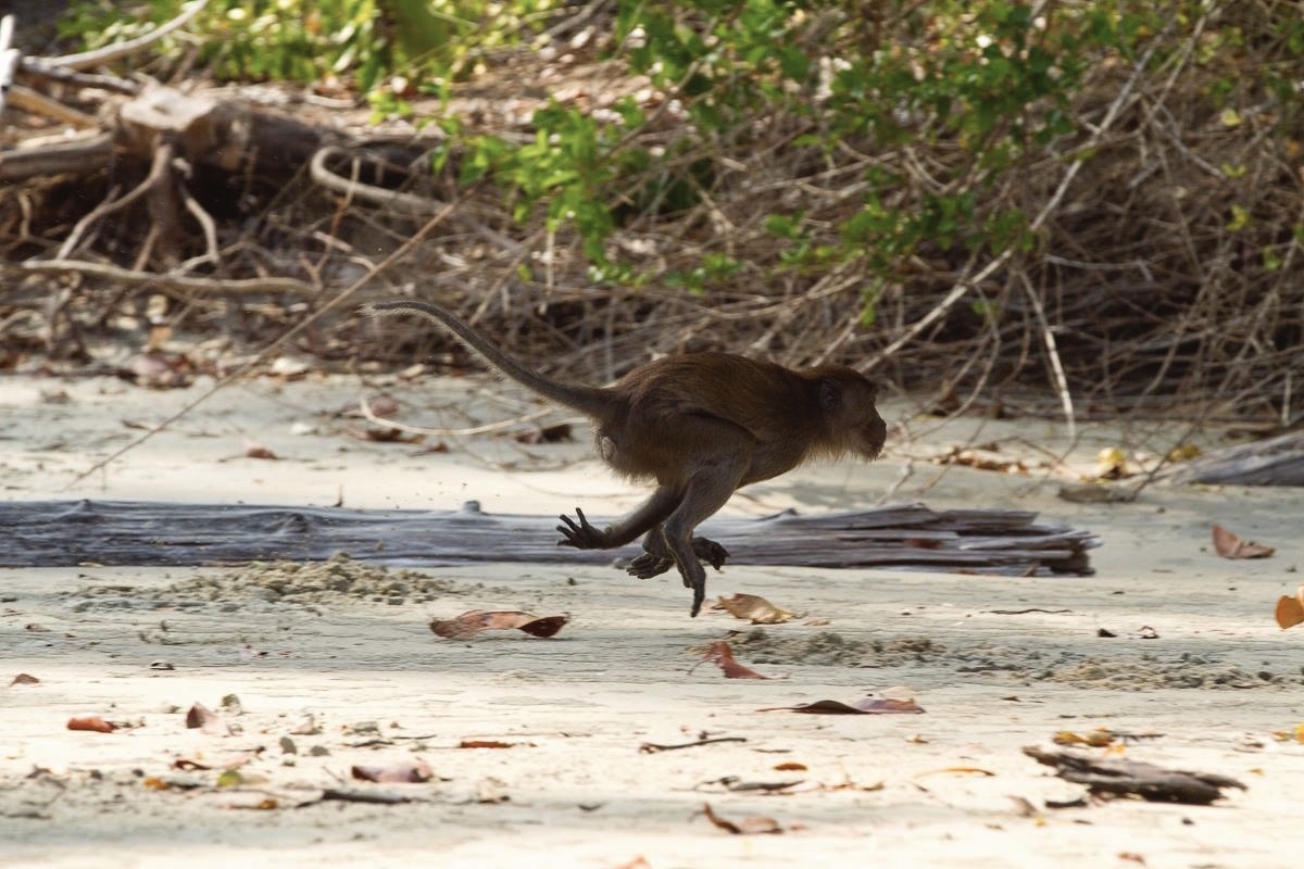 crab eating macaque running at the bay
