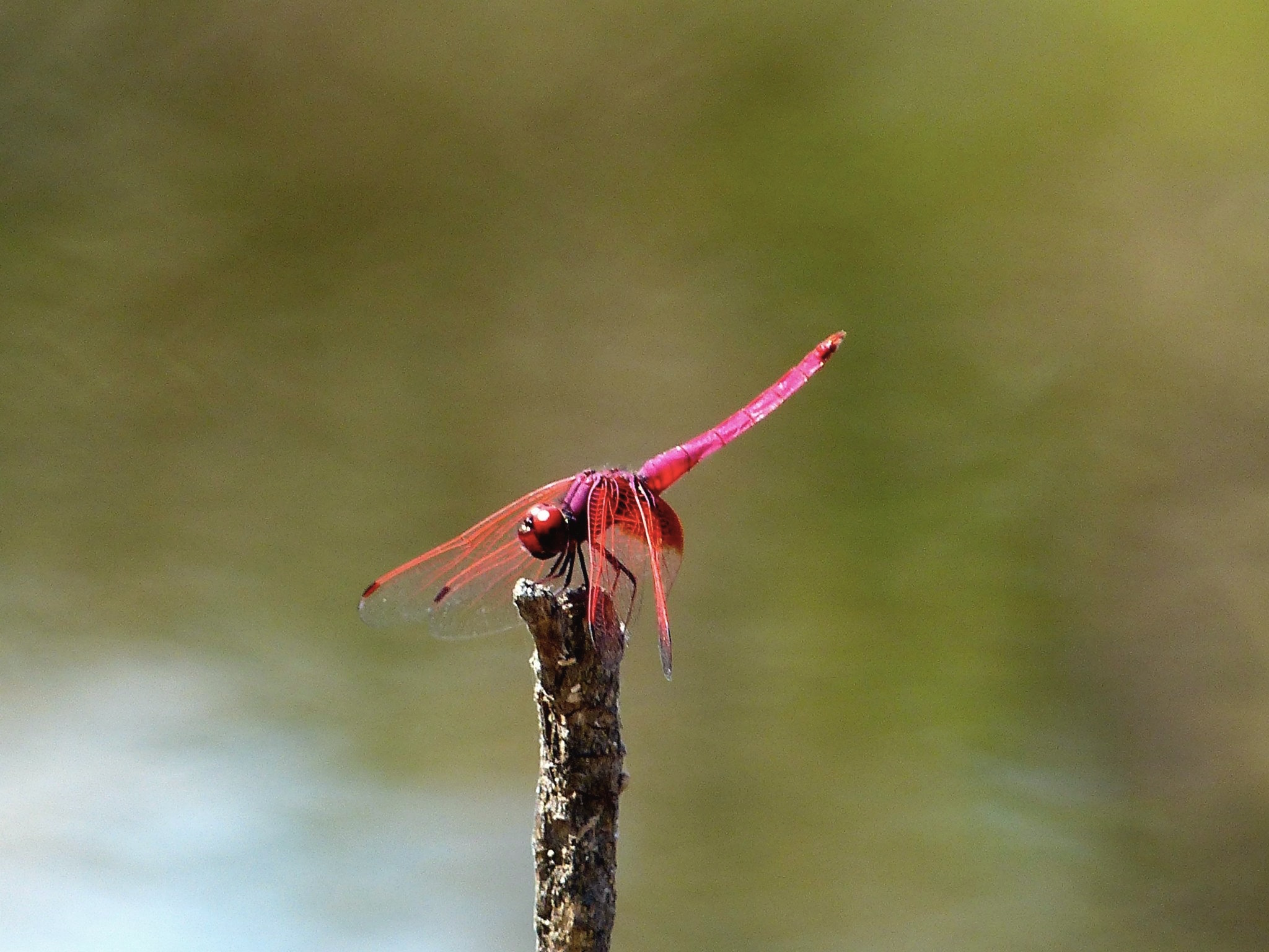 red dragonfly in the savanna