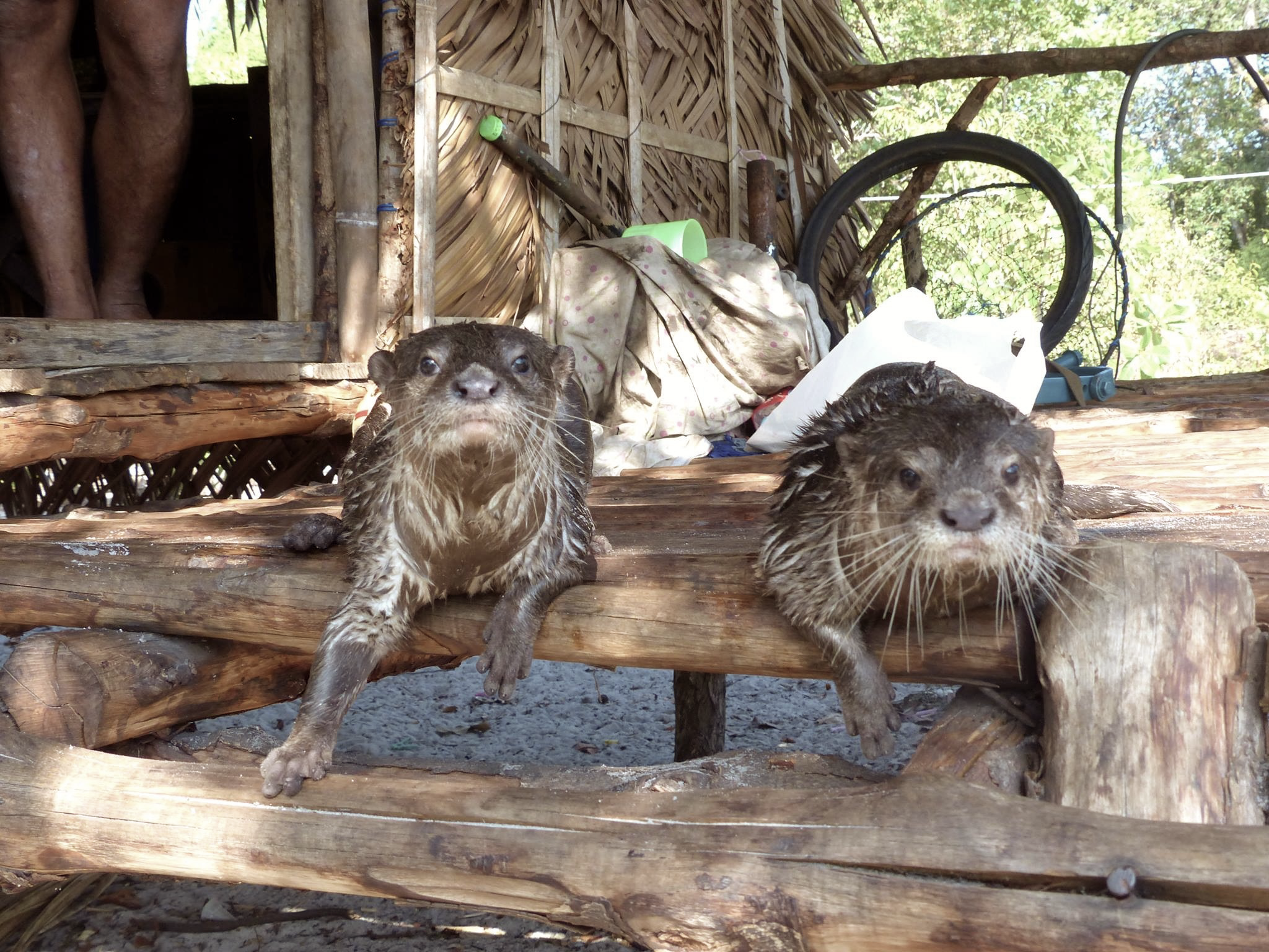 otters hanging out in Tung Dap