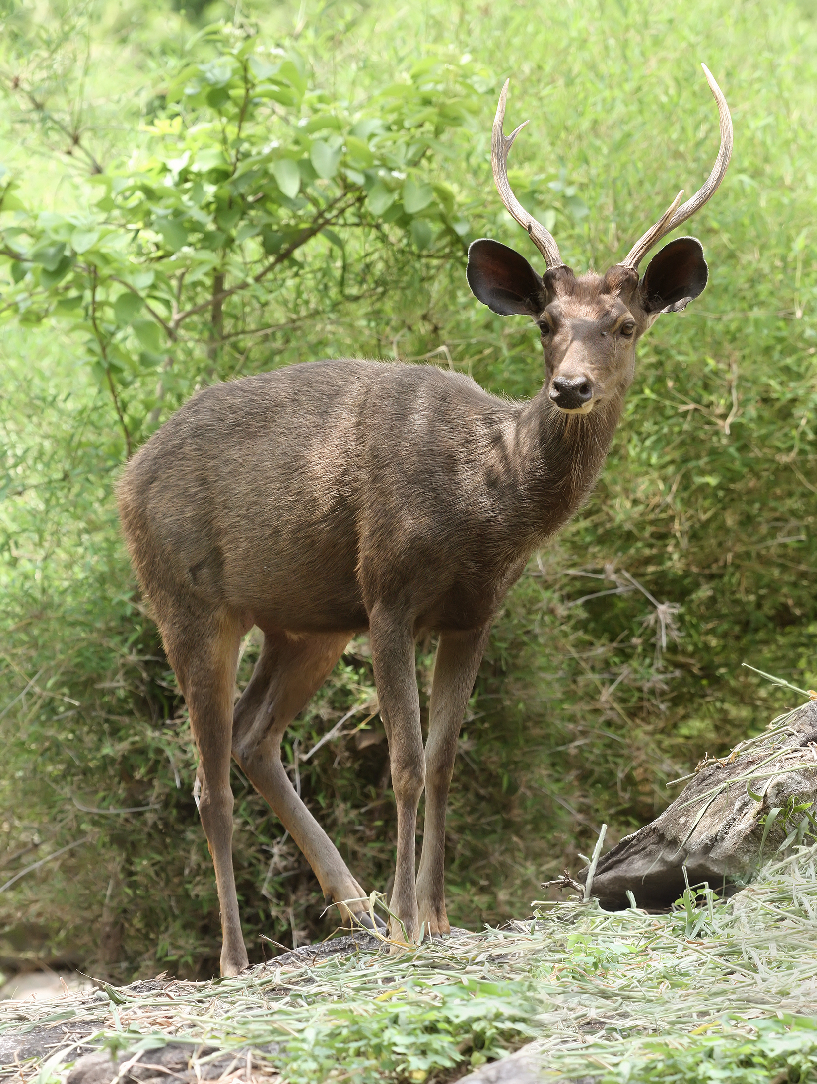 wild sambar deer