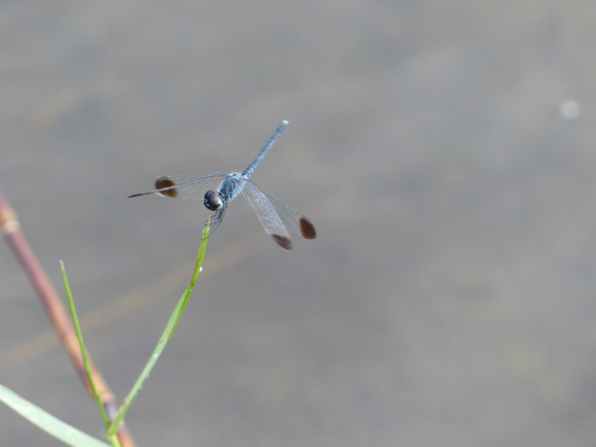 blue dragonfly in the savanna