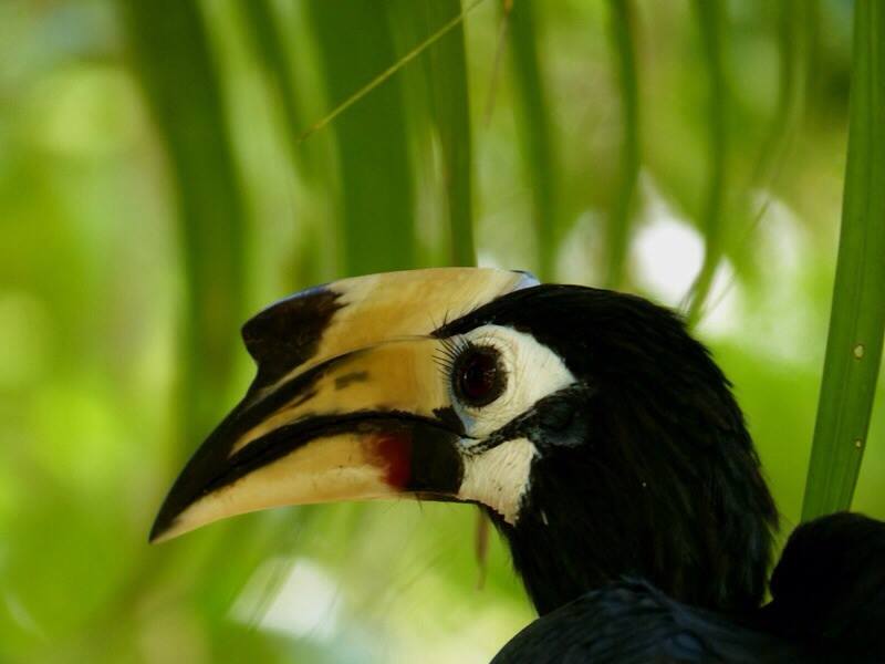 oriental pied hornbill close up