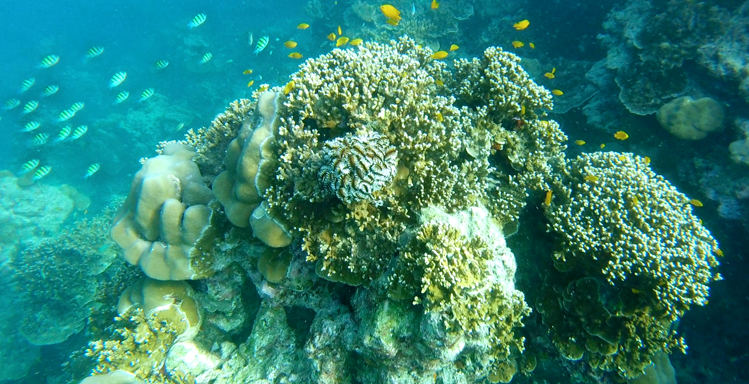 Surin Islands Adventure Snorkelling