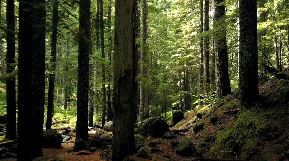 Visualise the beauty of nature and walk with us into the countryside to see, hear, feel , smell , be immersed in the beauty of it, all from within your mind