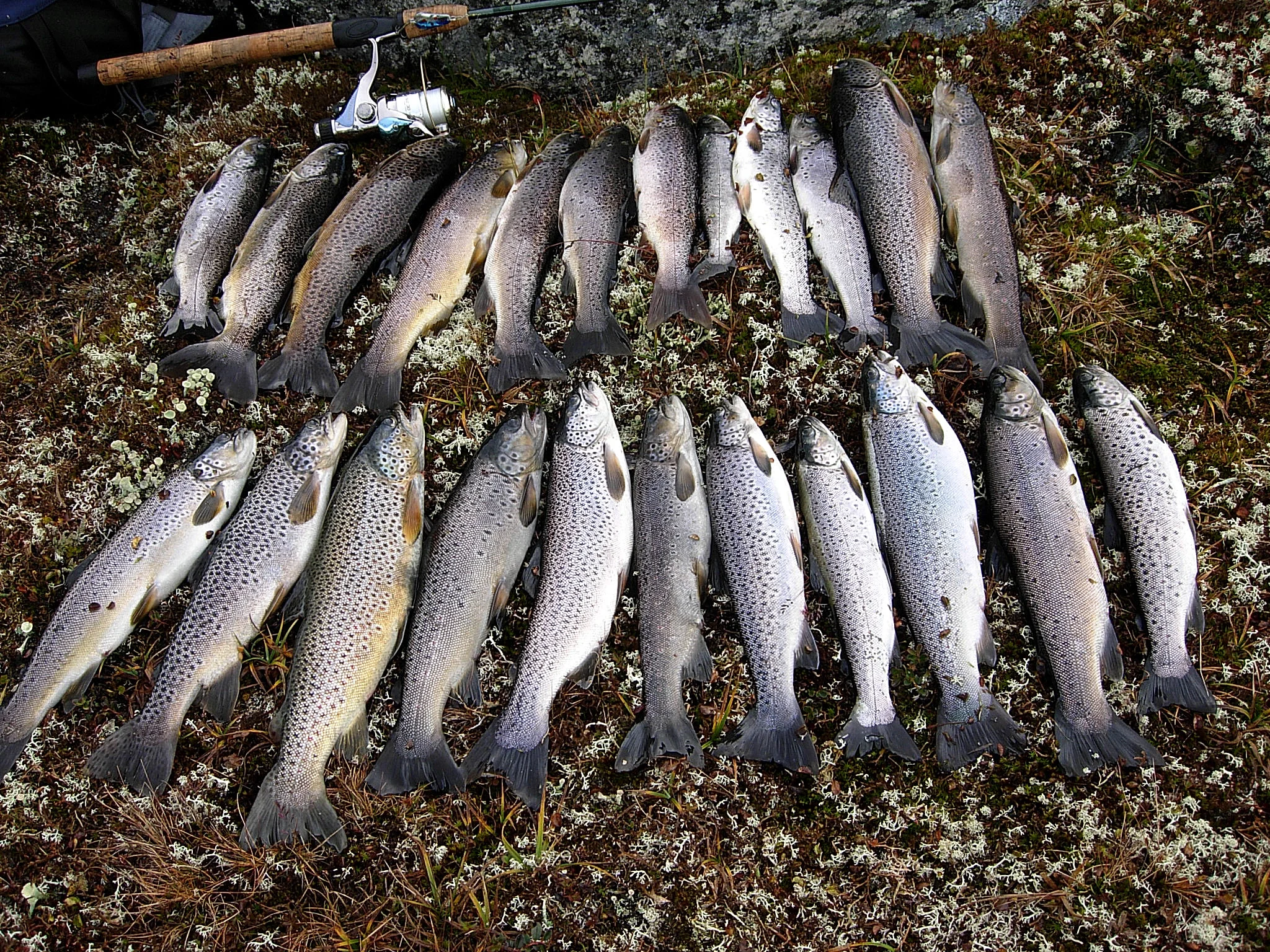 Fangst Langavatnet 21.9.10, Svein Erik Hanshaugen.JPG