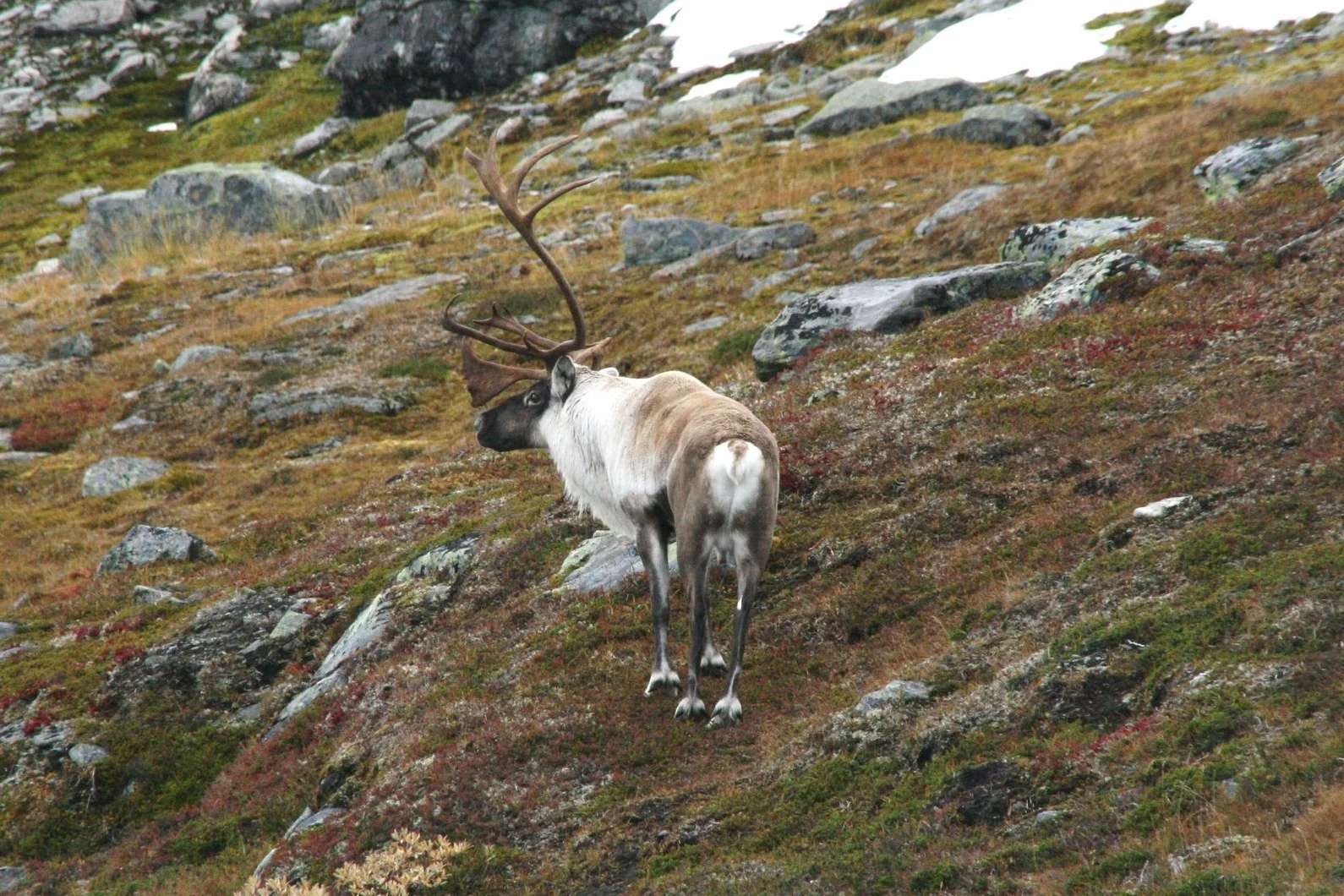 Jaktkorta for rein må leverast no!