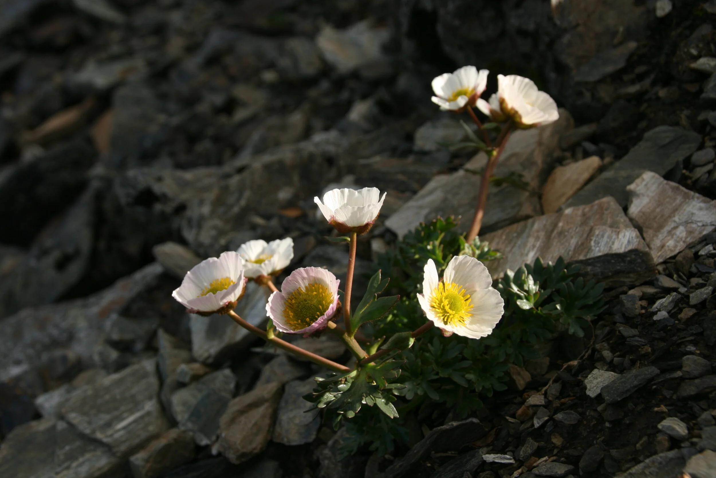 Nytt fjellstyre valt for 2019-2023