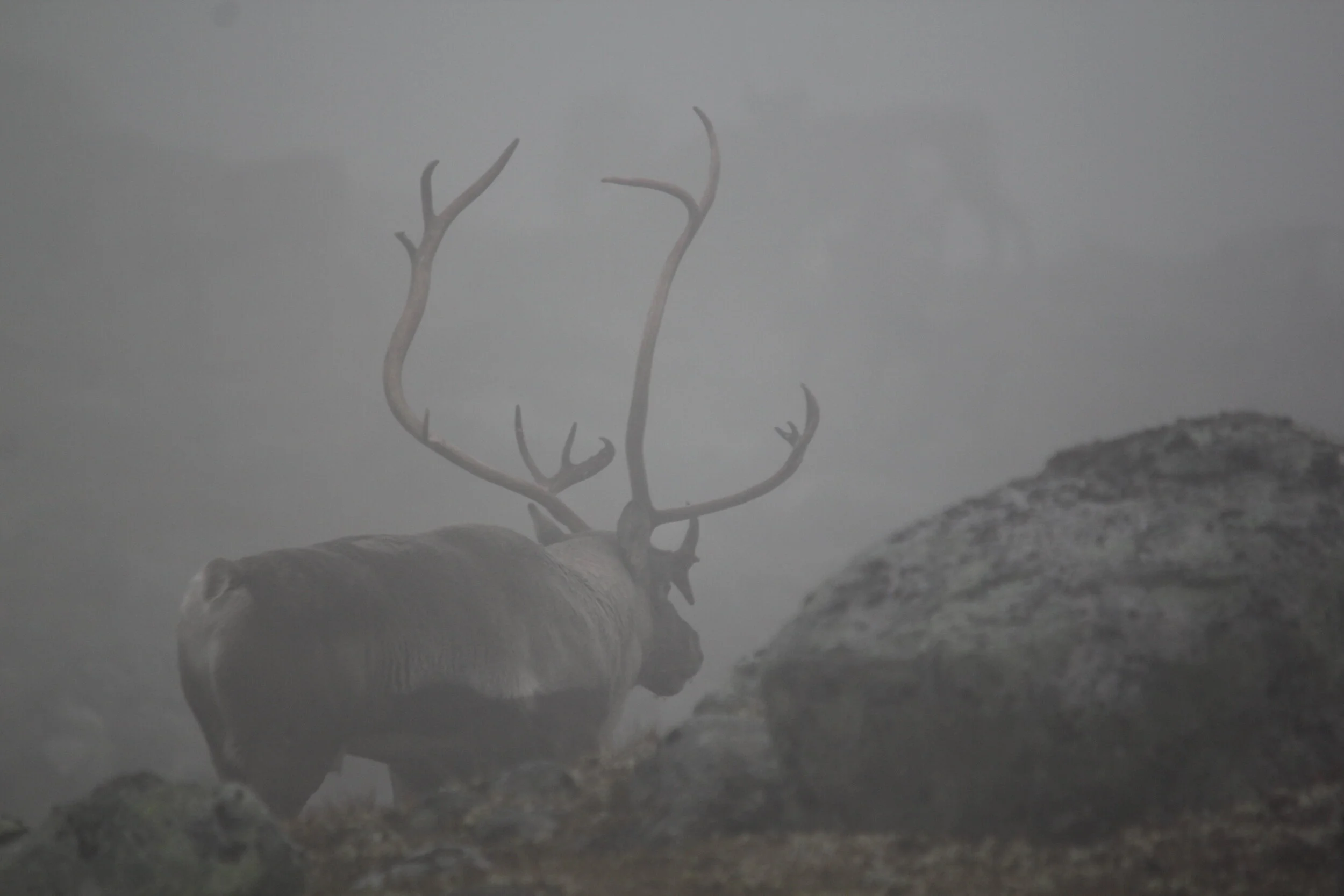 Trekking av fellingsløyve for villrein Nordfjella sone 2