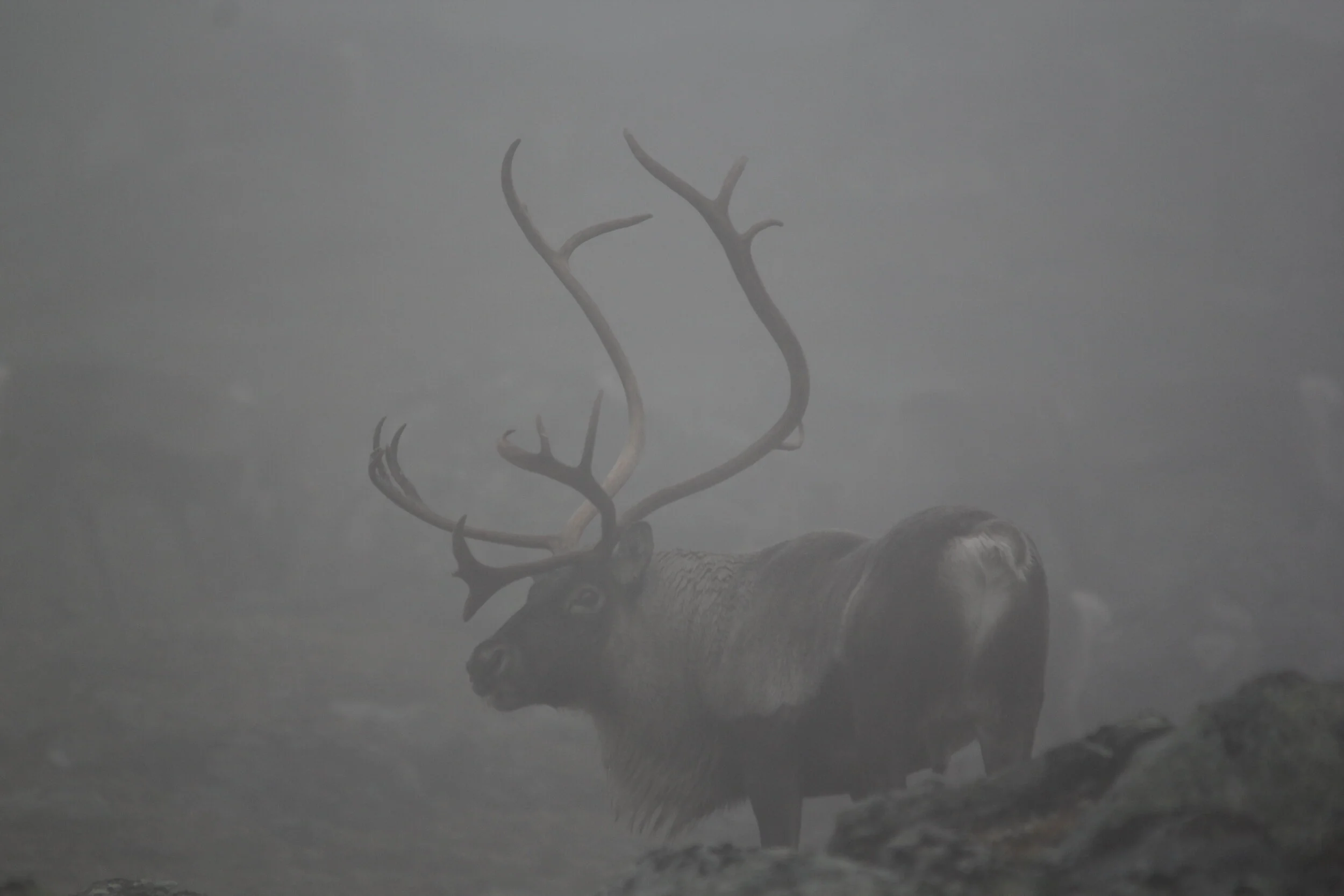 Trekking av fellingsløyve for villrein Broksfjellet