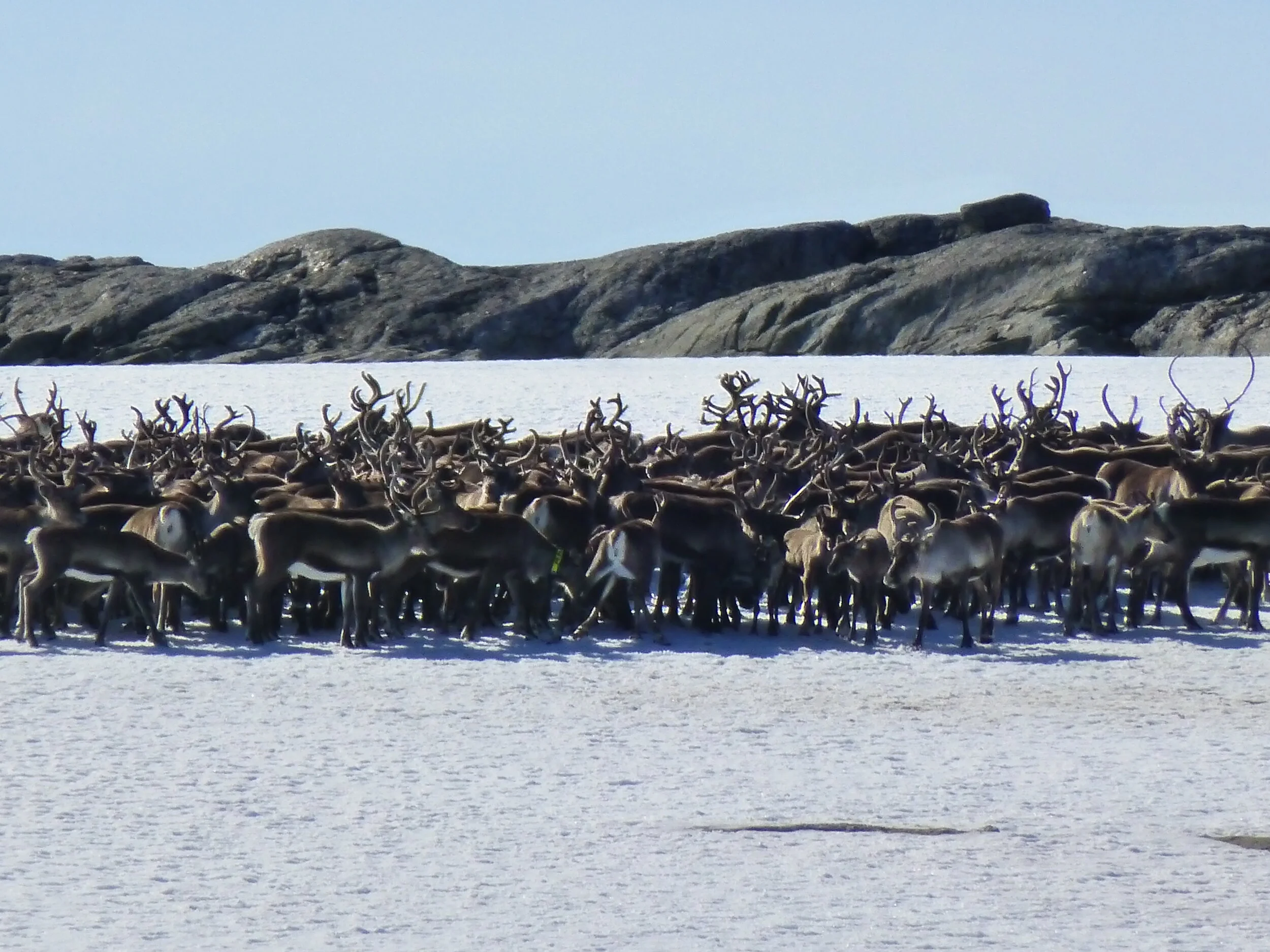 Henting av fellingsløyve for villrein 6. og 13. august