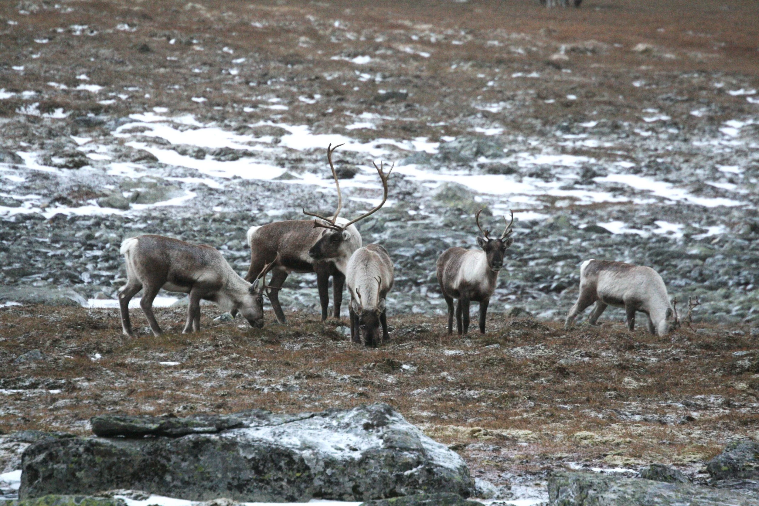 Jegermøte i Aurland 13. august