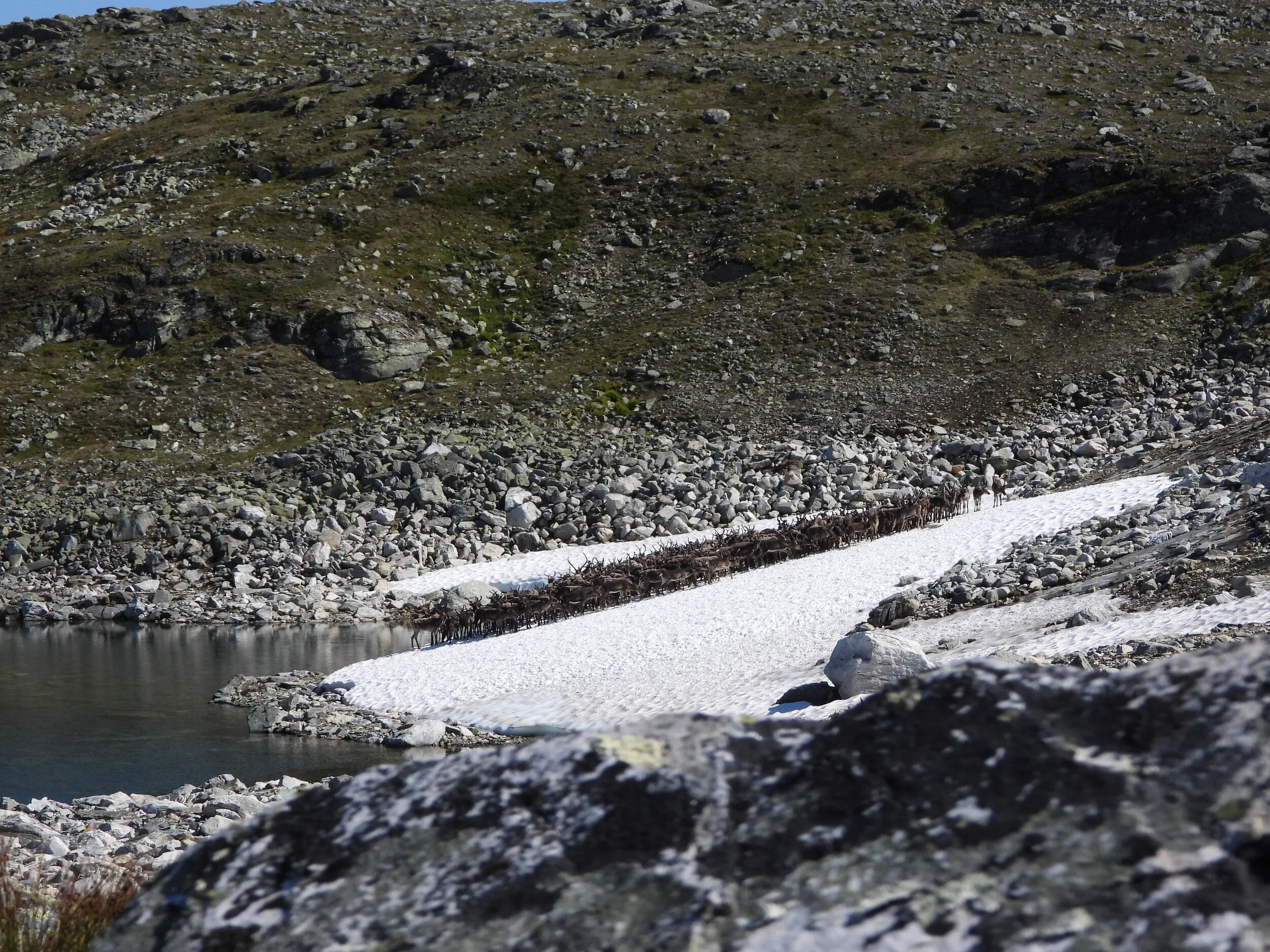 Jegermøte i Aurland 12. august