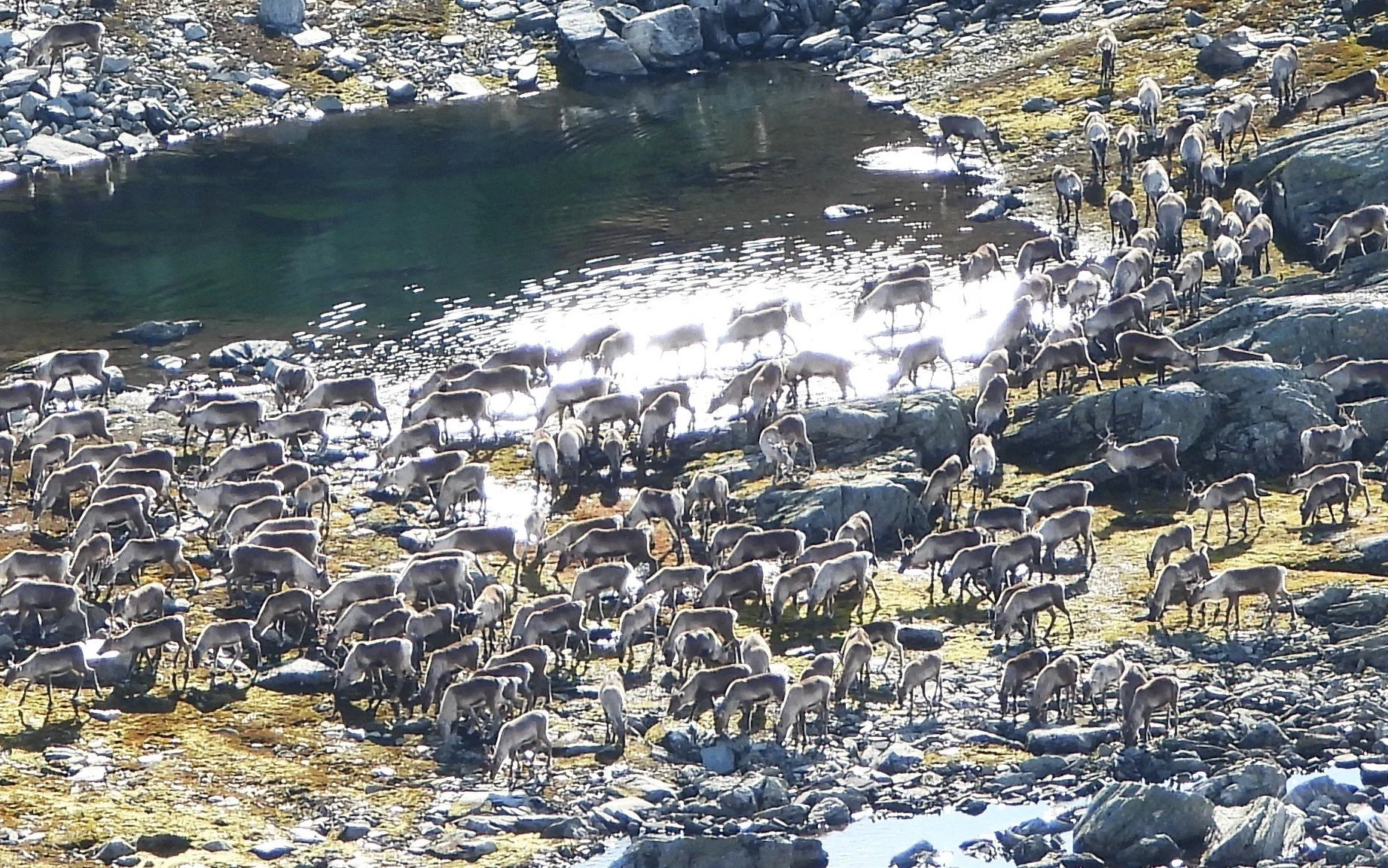 Fellingsprosent på 100