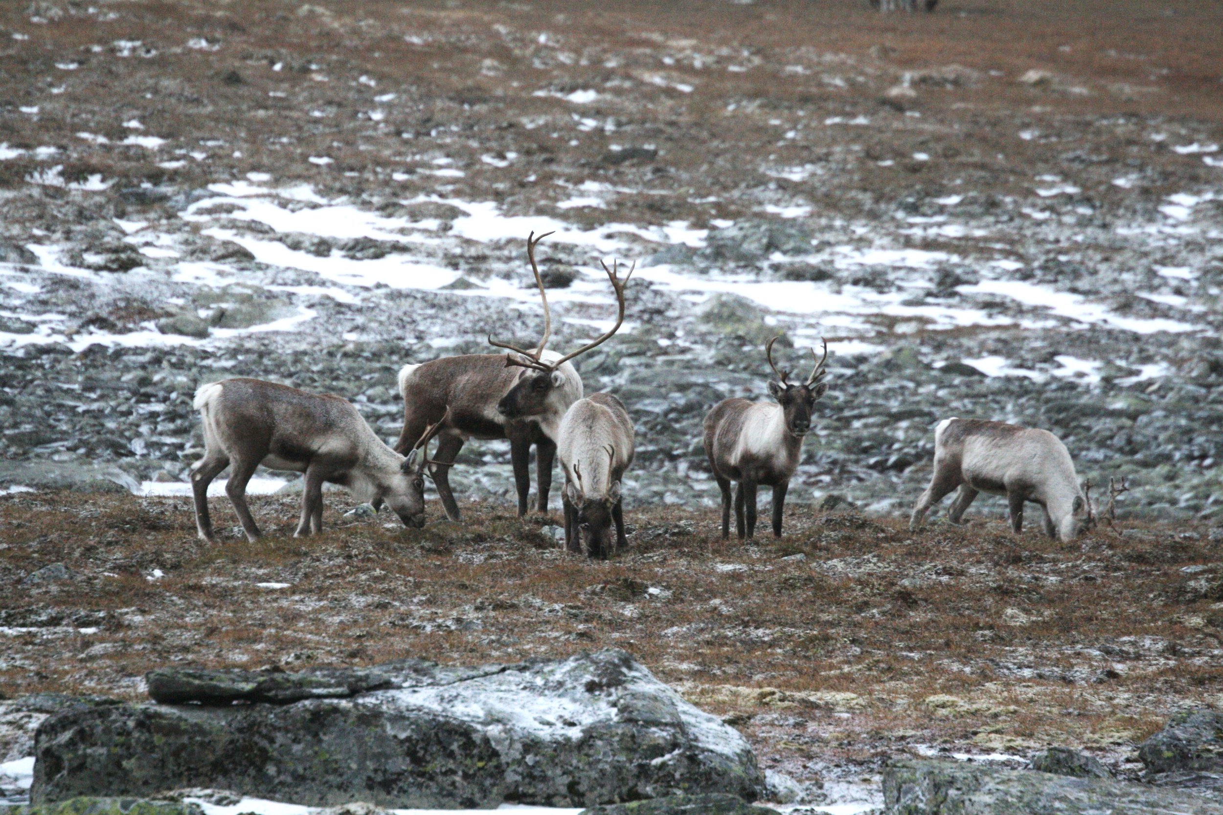SØKNADSFRIST FOR FELLINGSLØYVE
