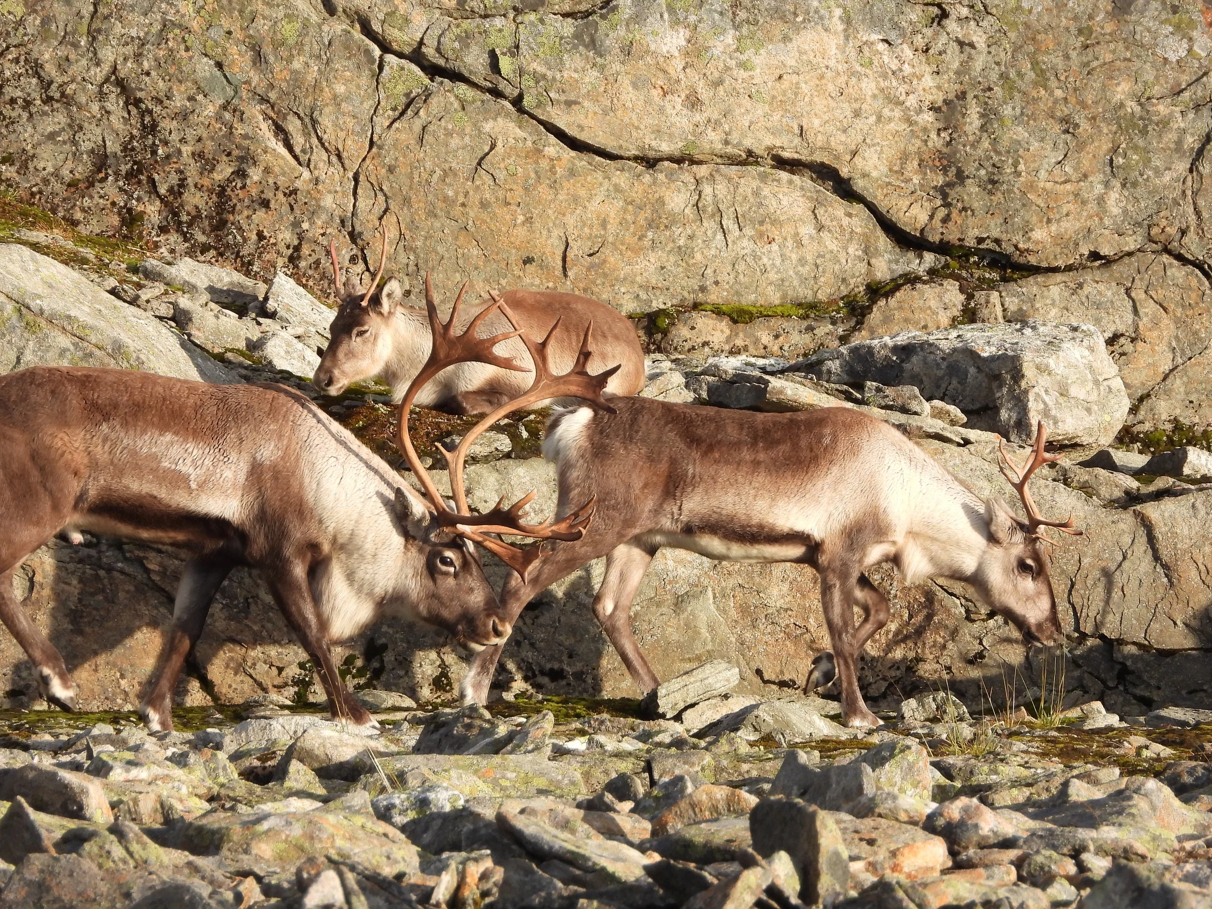 DAGSKORT VILLREIN NORDFJELLA