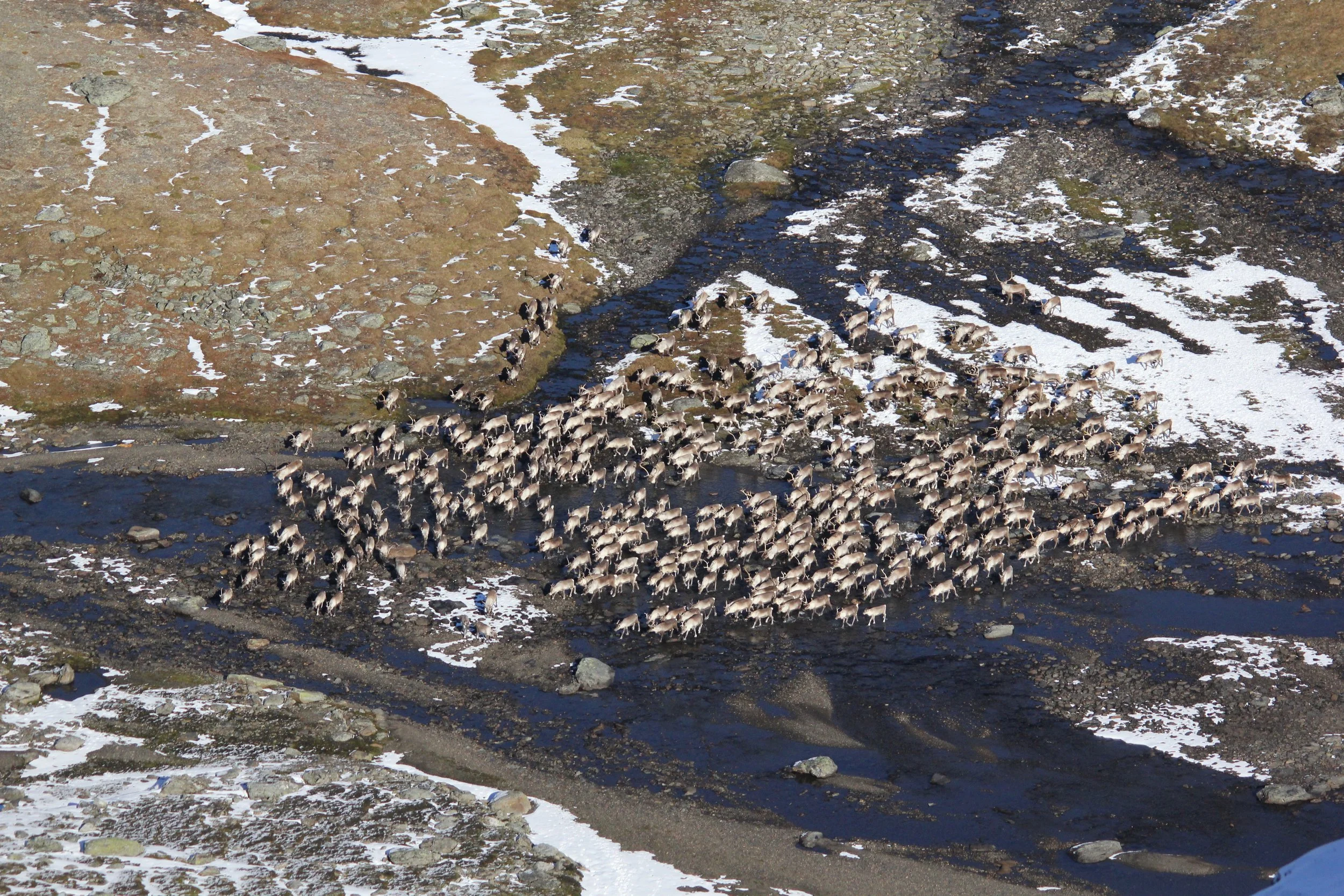Dagskort villreinjakt