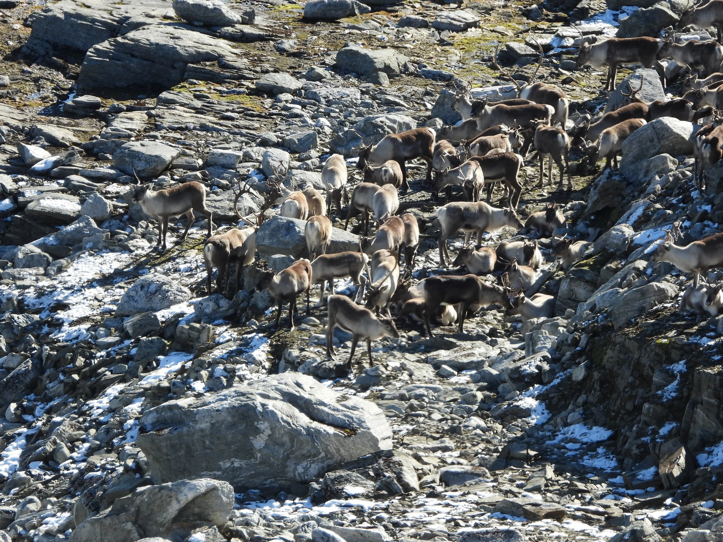 Kva er grunnen til at reetableringa i Nordfjella dreg ut?
