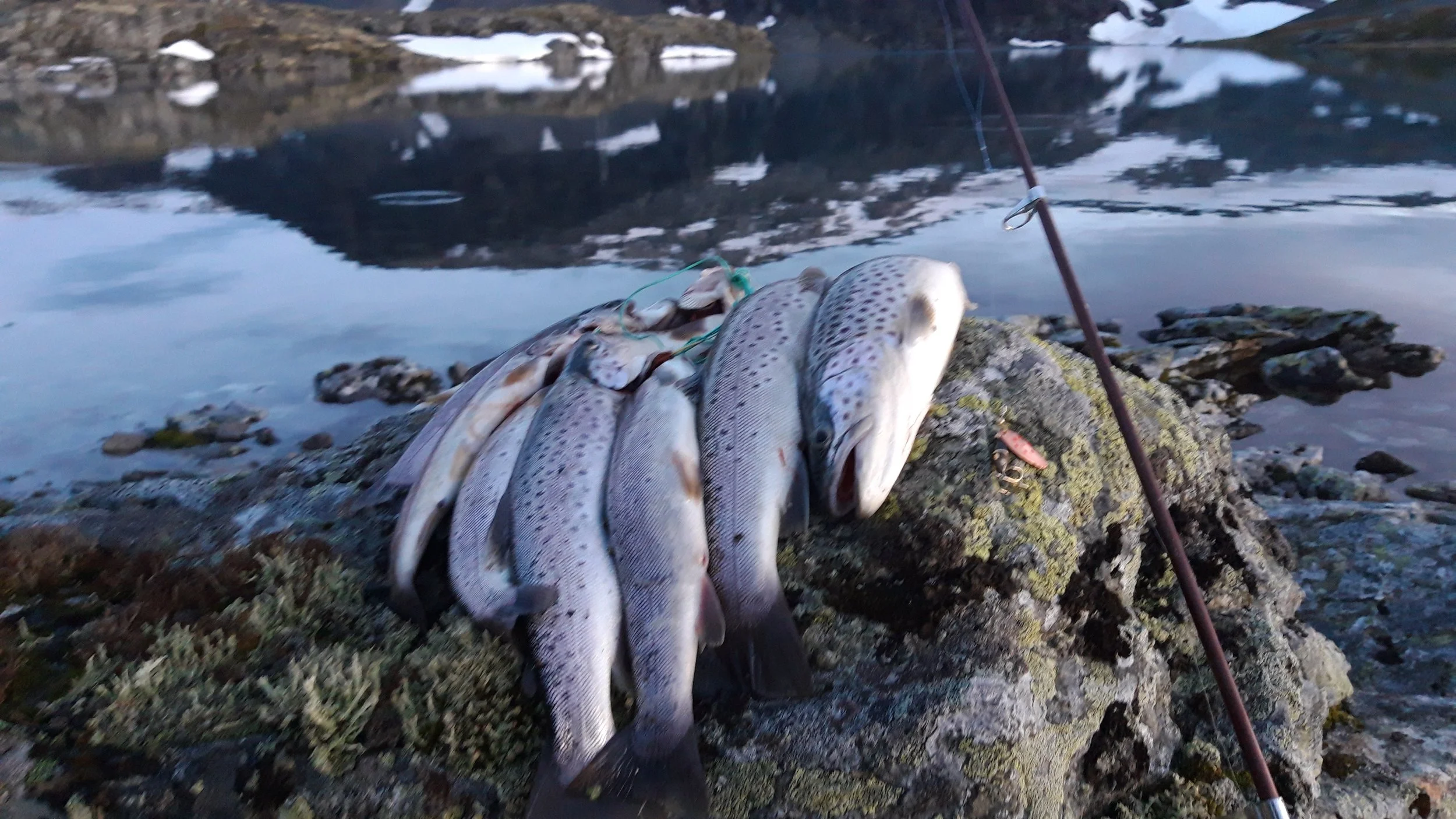 Fiskestatistikken for 2024