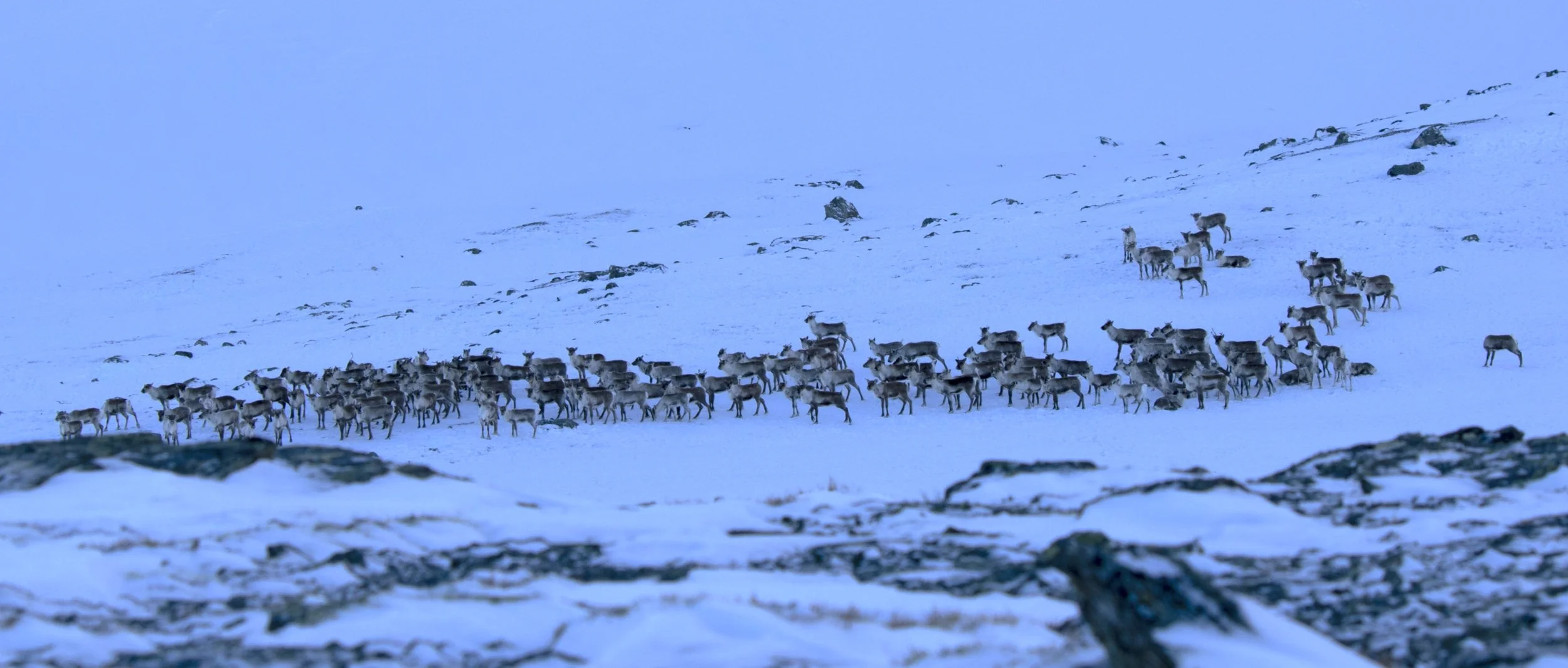Minimumsteljing av rein i Nordfjella