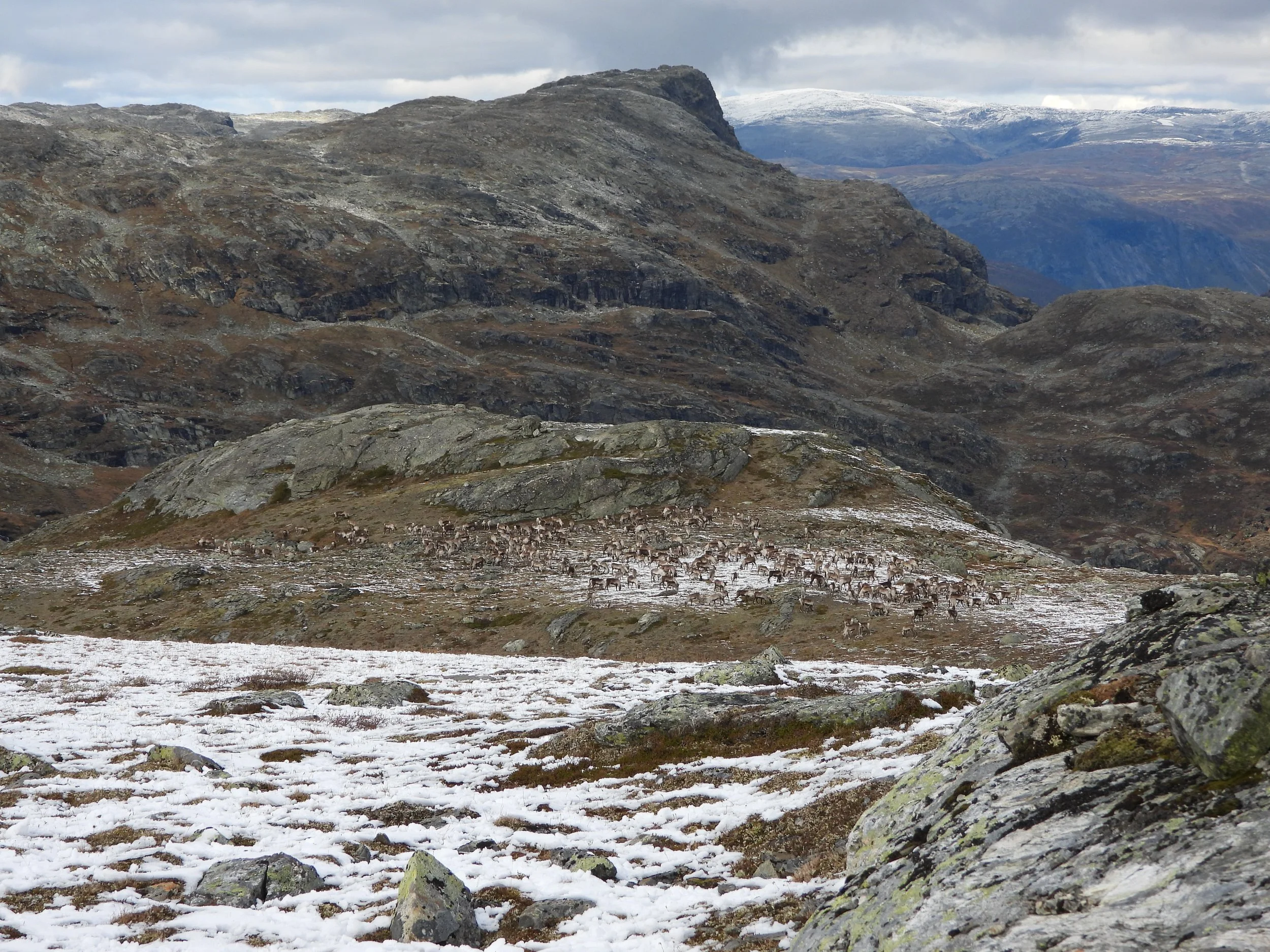 Fellingsløyve for rein