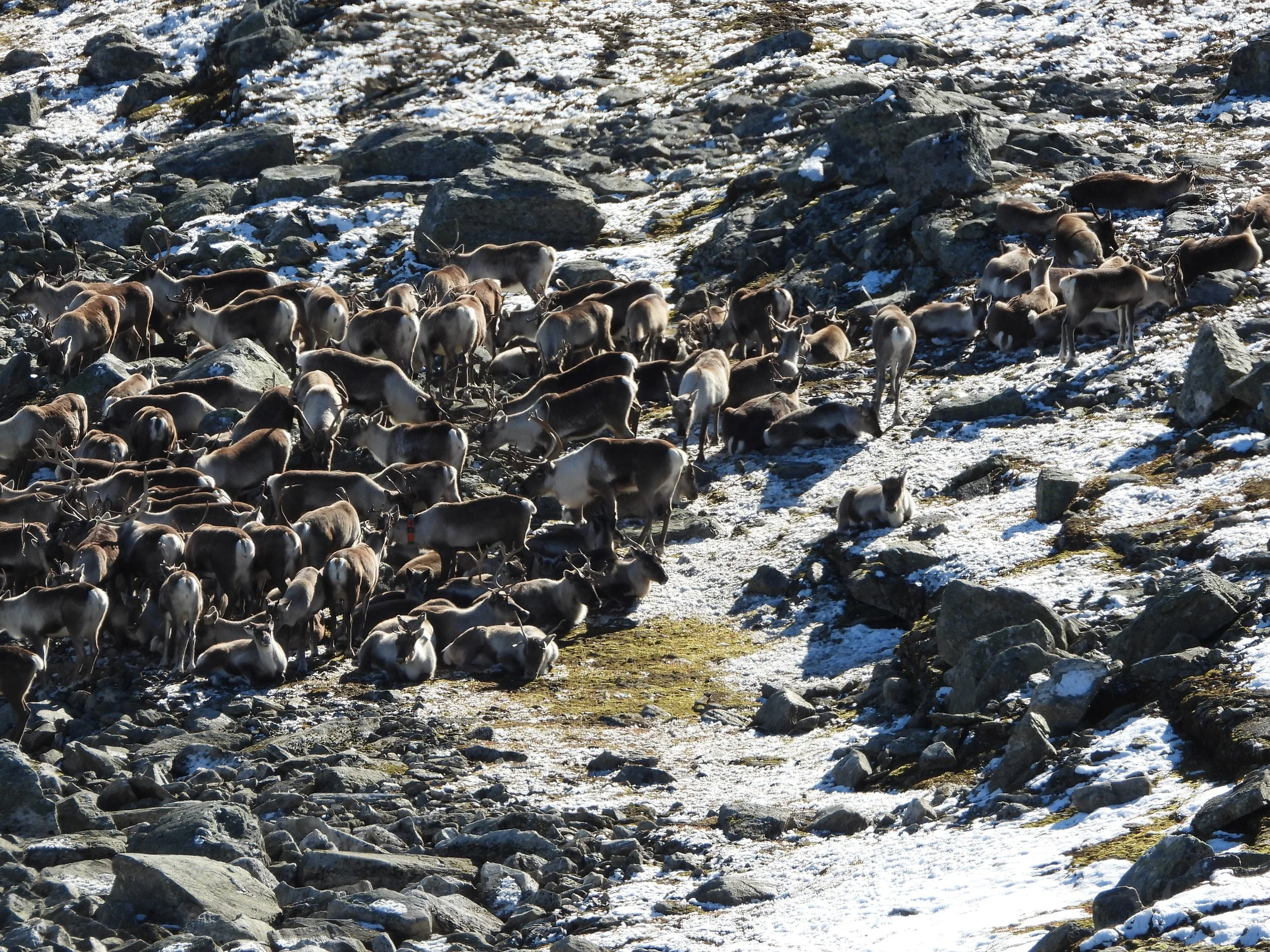 Ny driftsplan for Nordfjella villreinområde godkjend