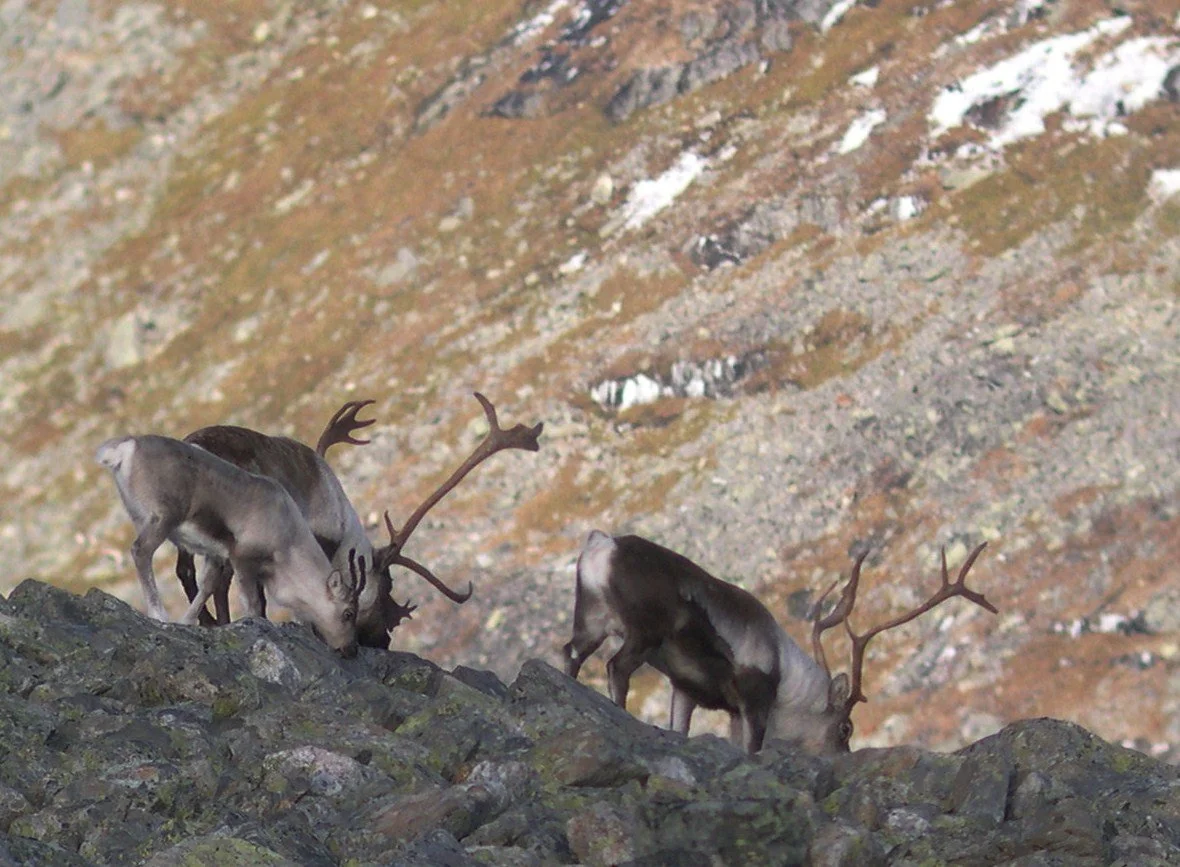 Fellingsløyva for villrein er trekte