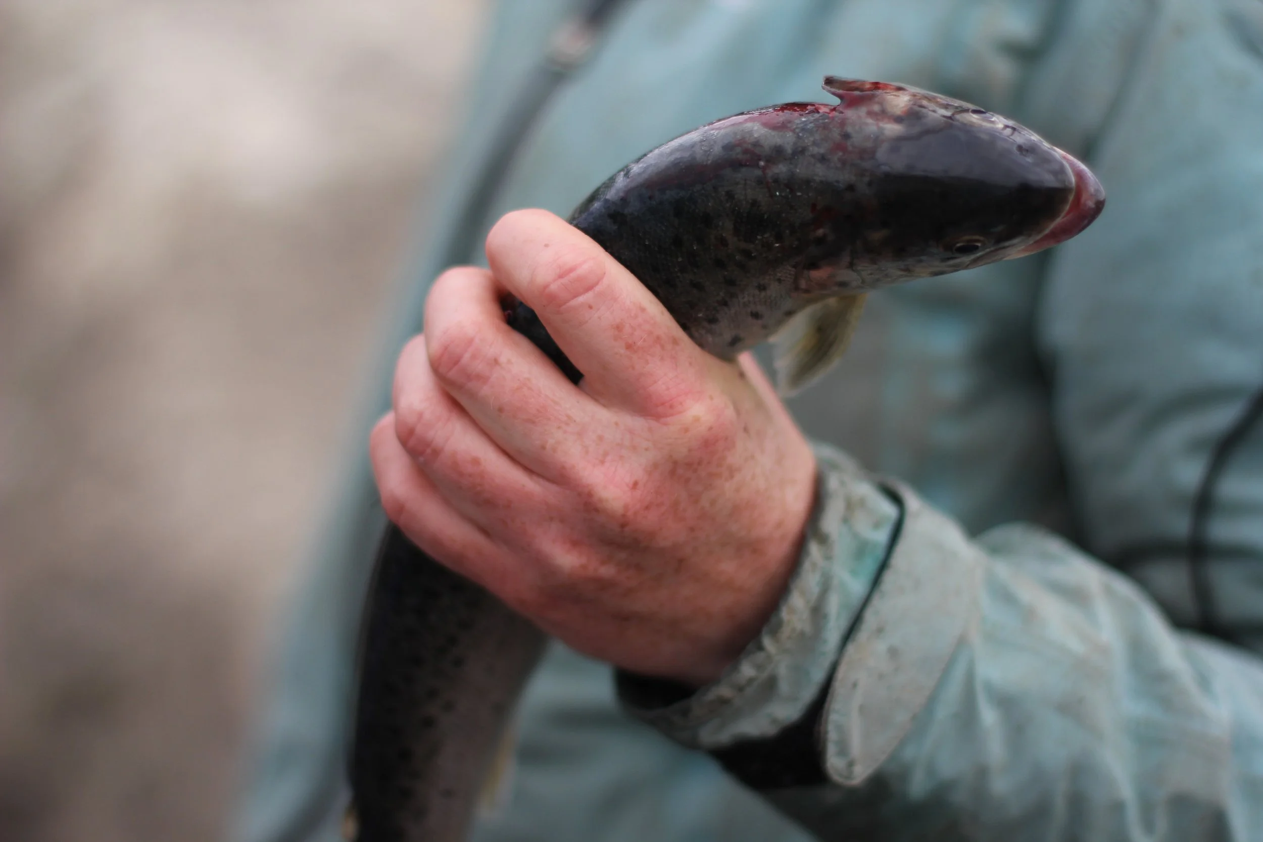 Gratis garnkort for ungdom