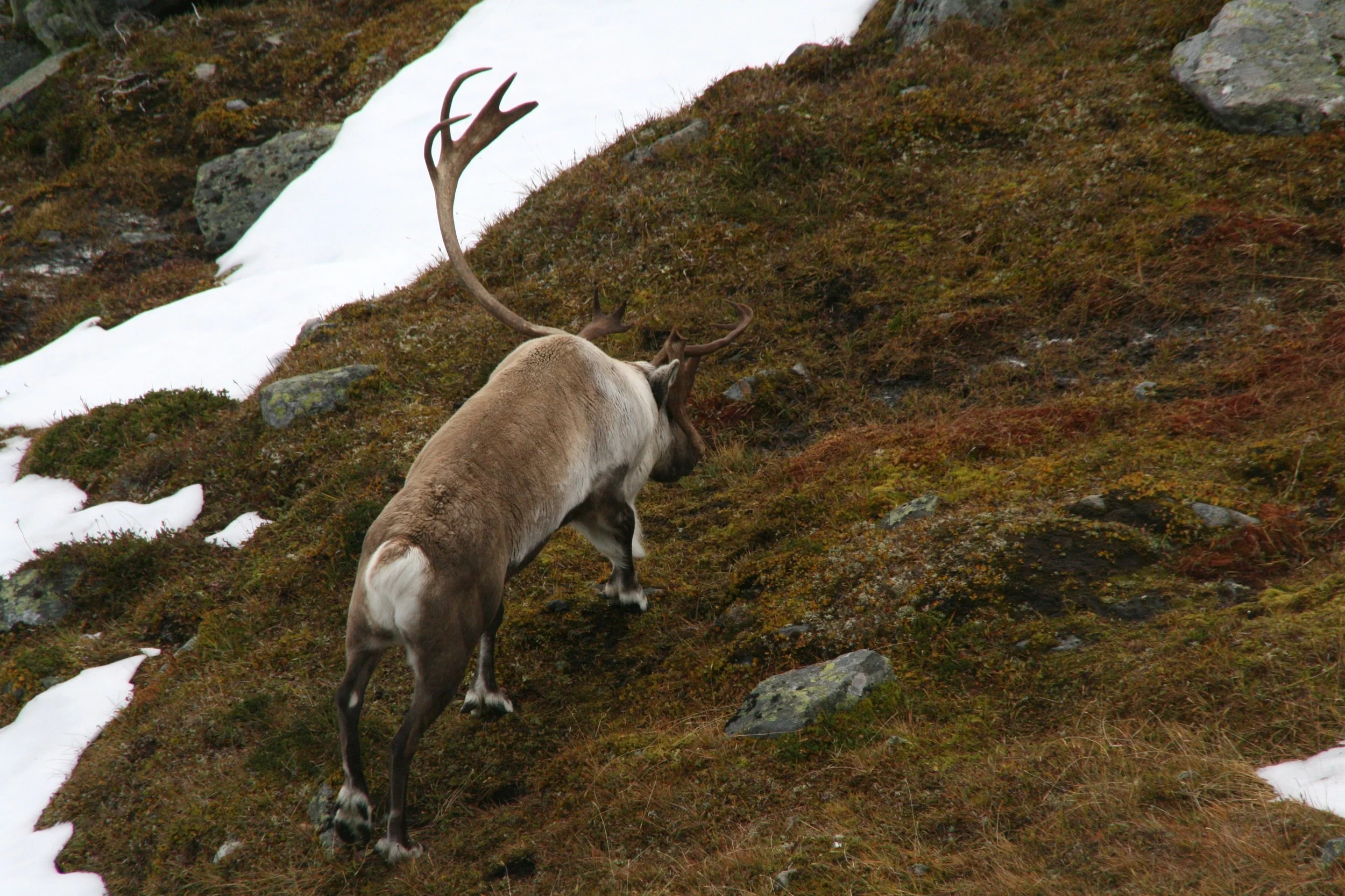 Jegerinfo frå villreinutvalet