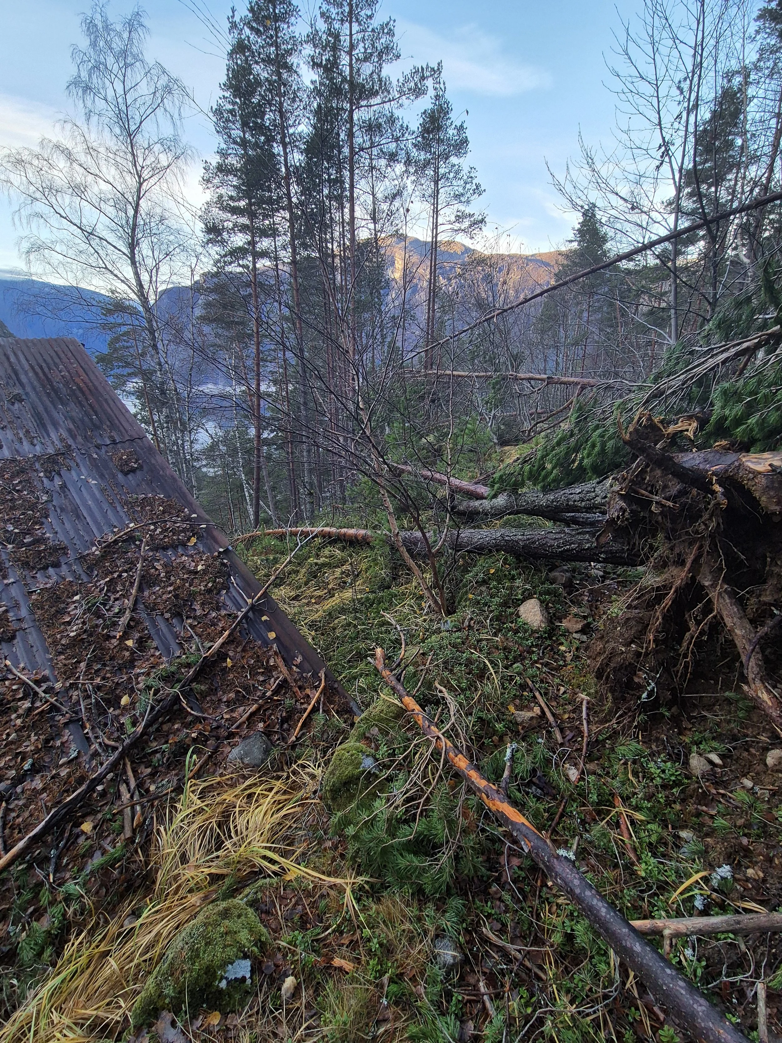 Uveret Amy herja med skogen