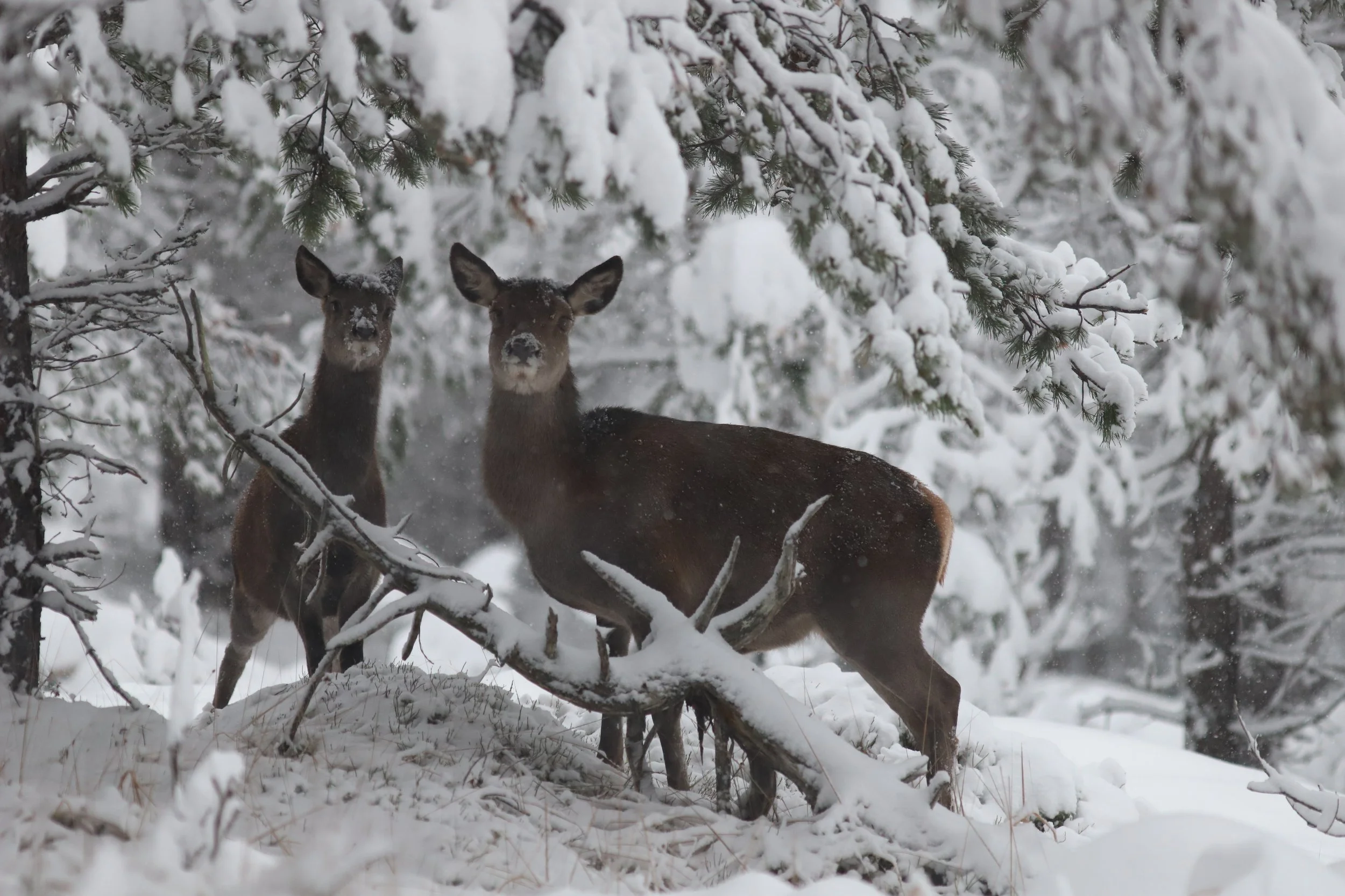 Ledig jaktfelt for hjort