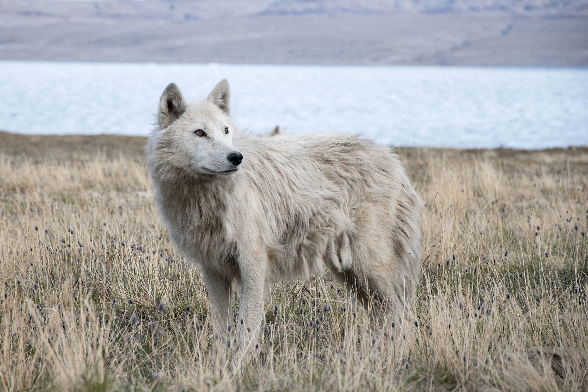Blue Wolf -- 150dpi.jpg