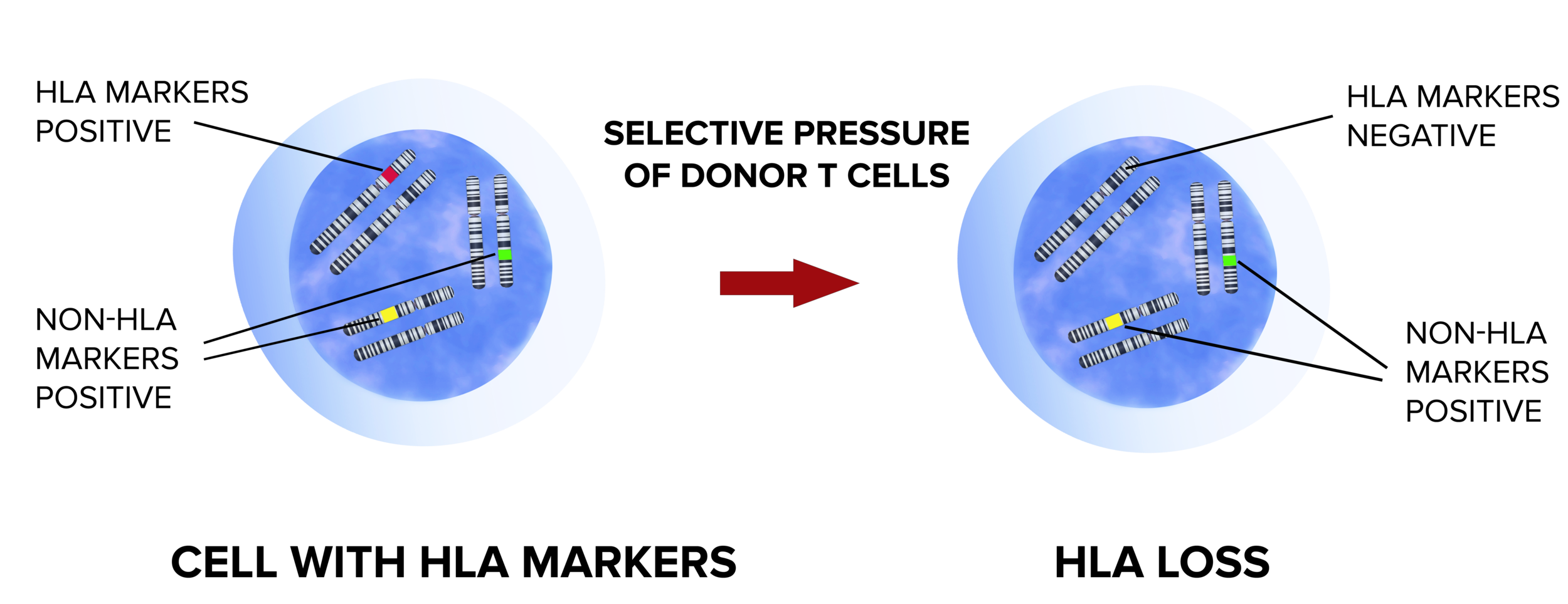 HLA_loss5_revCF_20190912.png