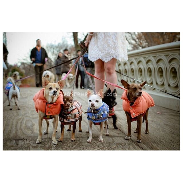 All the &ldquo;brides maids&rdquo; ready for the walk, down the isle.
-
-
Foto: @josephandsiw 
#bryllupsinspirasjon #bryllusmesse #brud2020 #bridesmaids