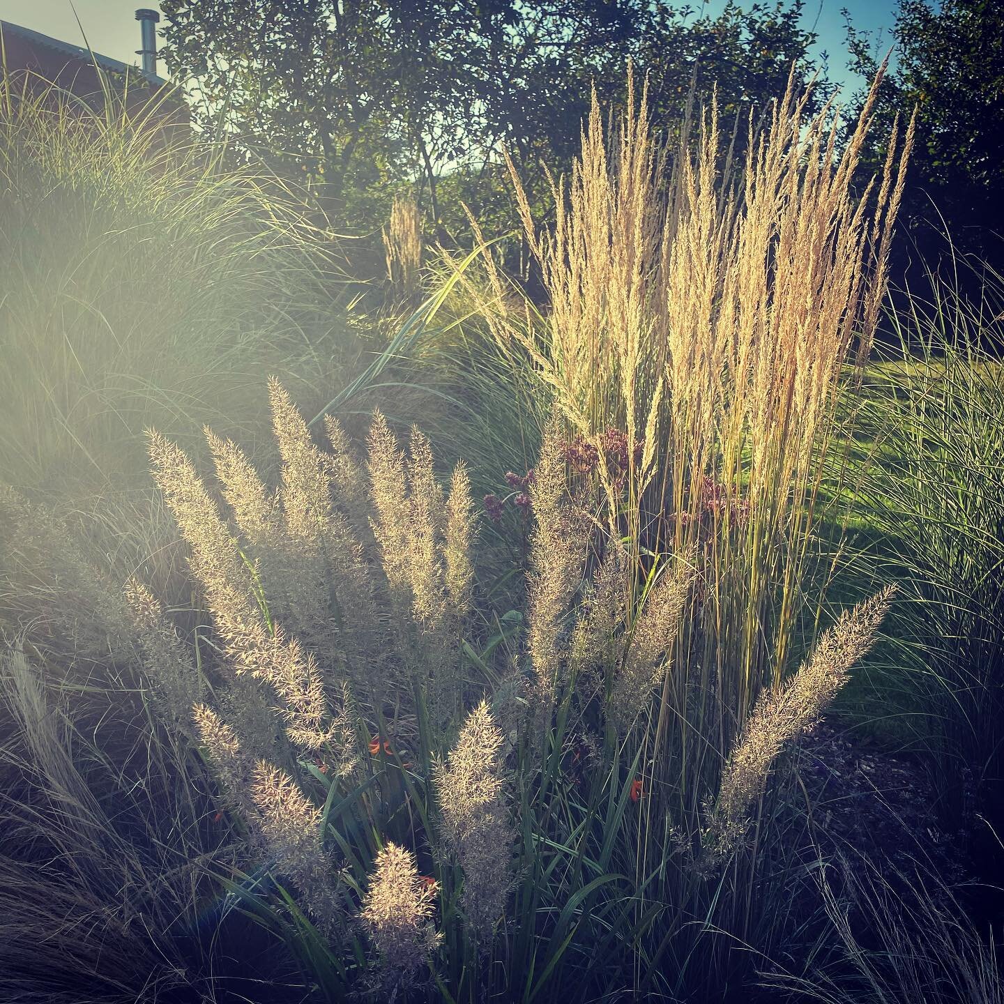 September evening sunlight ... I love you 😘 
.
.
.
#september 
#eveningsunlight 
#grasses 
#ornamentalgrasses 
#ornamentalgrasses🌾 
#shepherdshut 
#shepherdshuts 
#kentcountryside 
#gardenlife 
#prairiestyle 
#prairiegardens 
#sunlight 
#sunlightph