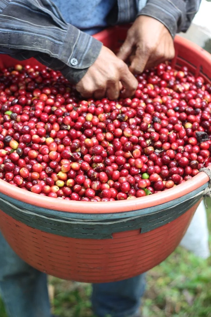 Copy of 3E8B6FE7-C3FC-4956-92D2-C64B6BD7BCD0_1_105_c (1).jpeg